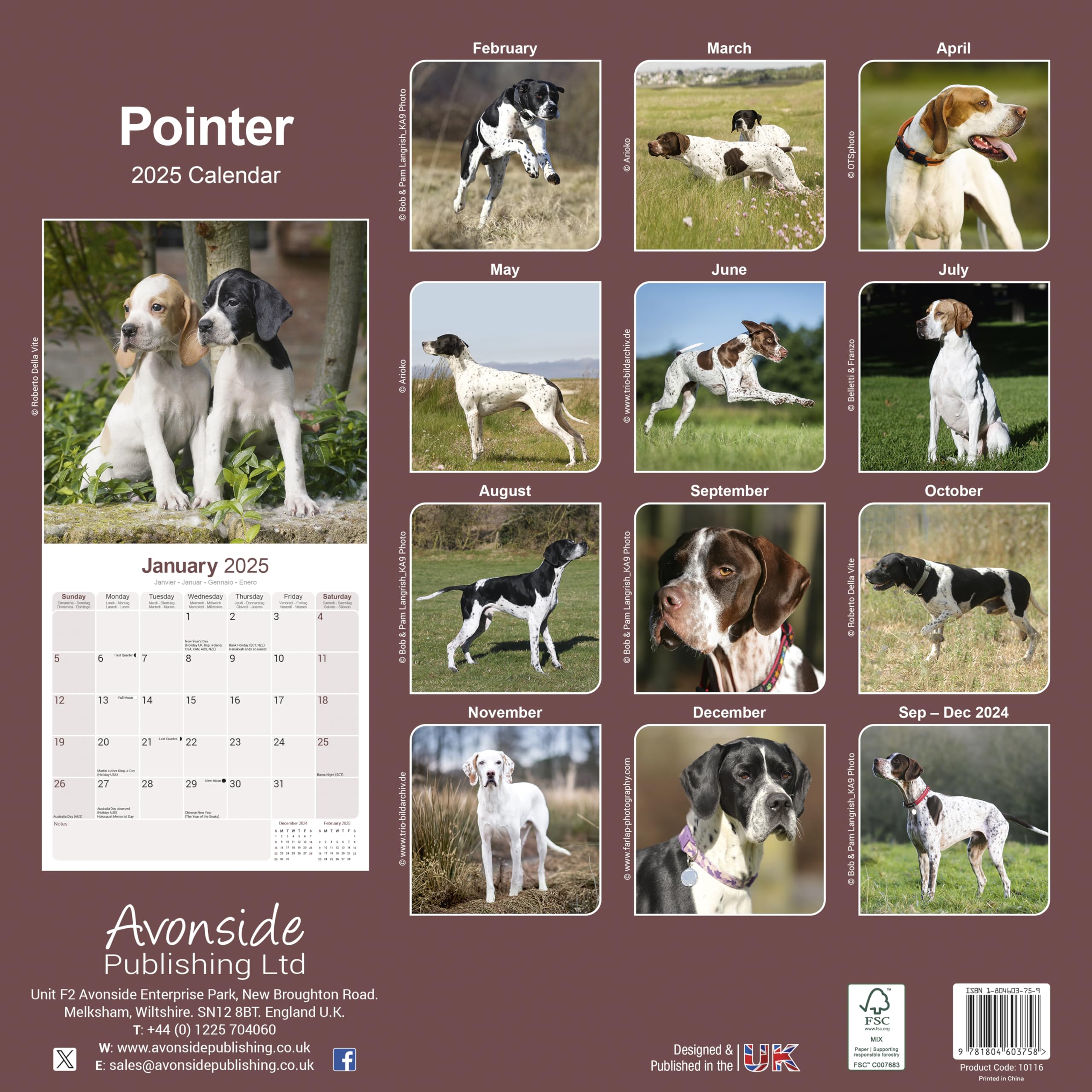 Pointer Dog Breed 2025-2026 Wall Calendar | 16-Month Square Planner for Dog Lovers - Perfect for Home, Office & Gifts