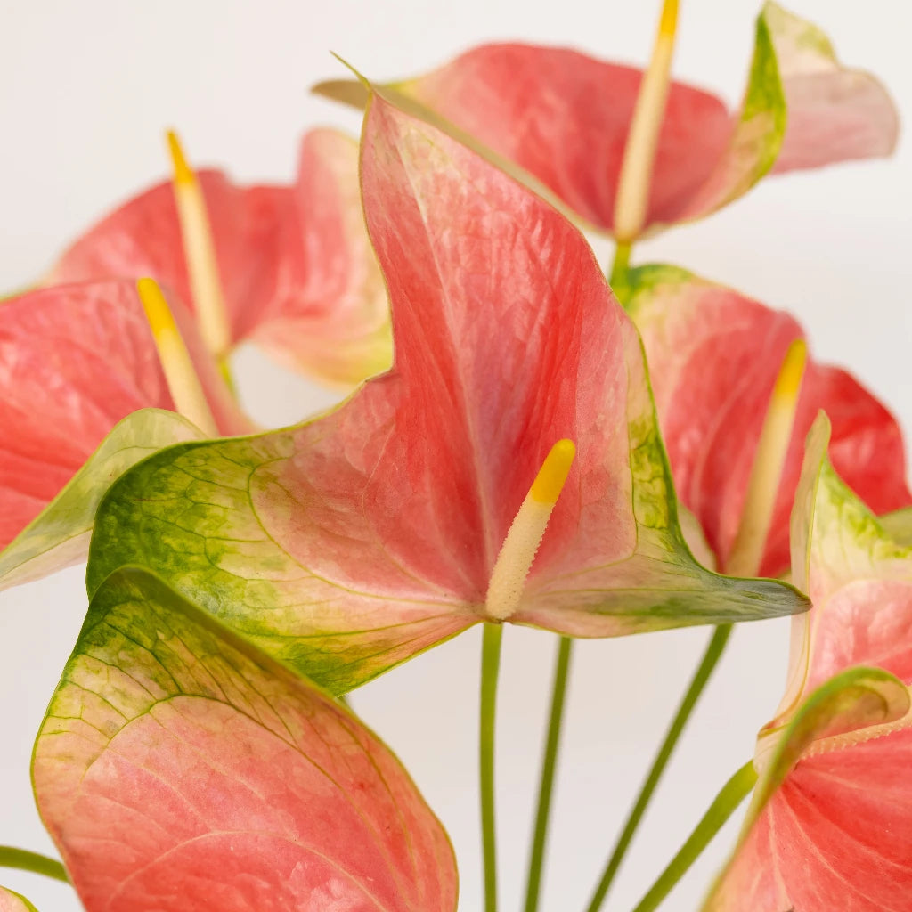 Anthurium Energetic Pink Obake Flower - Exotic Tropical Houseplant for Home Decor, Office & Wedding Centerpieces