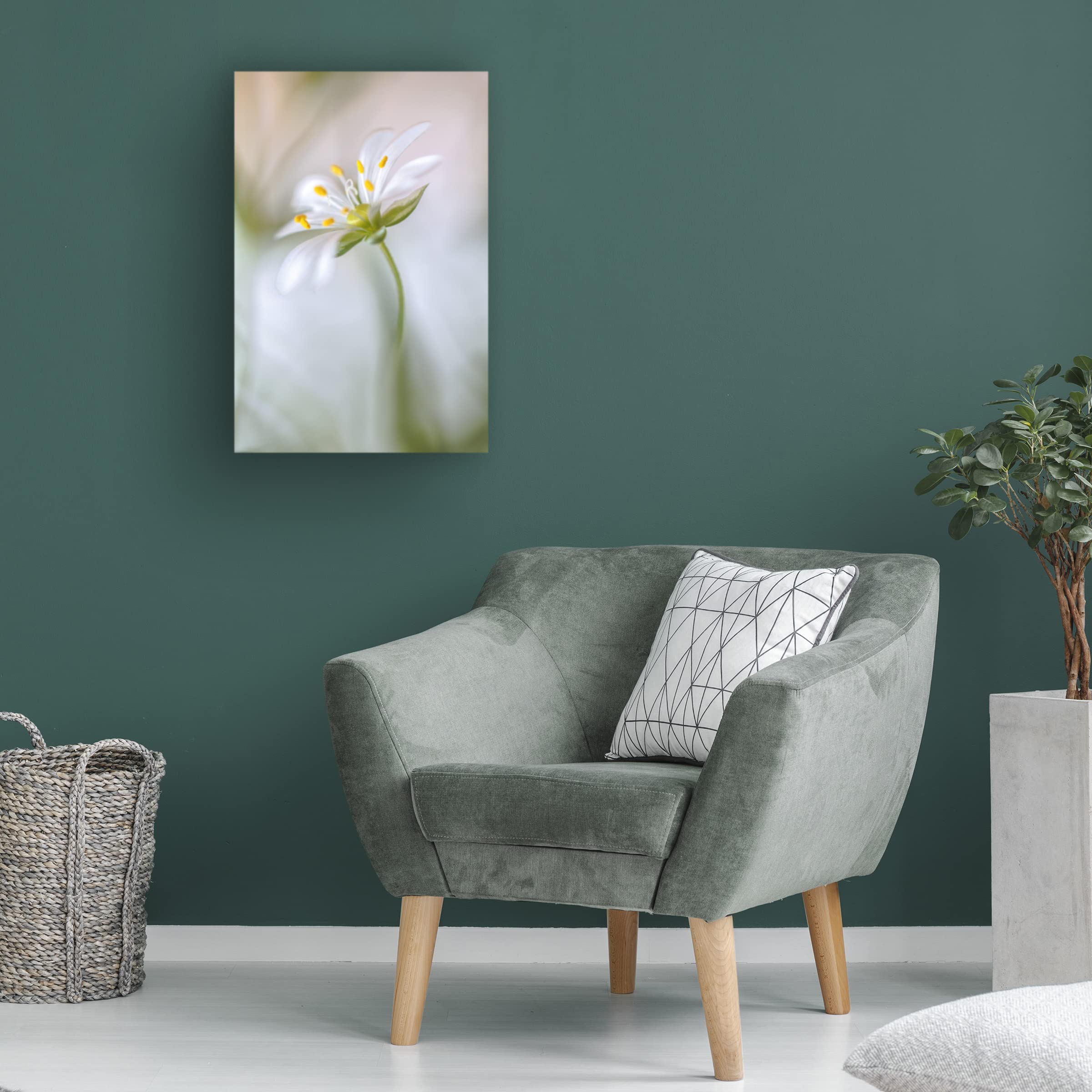 Trademark Fine Art 'Stitchwort Soft' Canvas Wall Art by Mandy Disher - Floral Home Decor for Living Room, Bedroom & Office