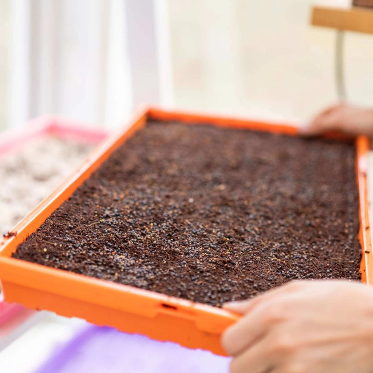 Bootstrap Farmer 1020 Extra Strength Shallow Microgreen Trays - Durable Seed Starting & Hydroponic Growing Trays for Indoor Gardening, Perfect for Microgreens, Wheatgrass & Herb Cultivation