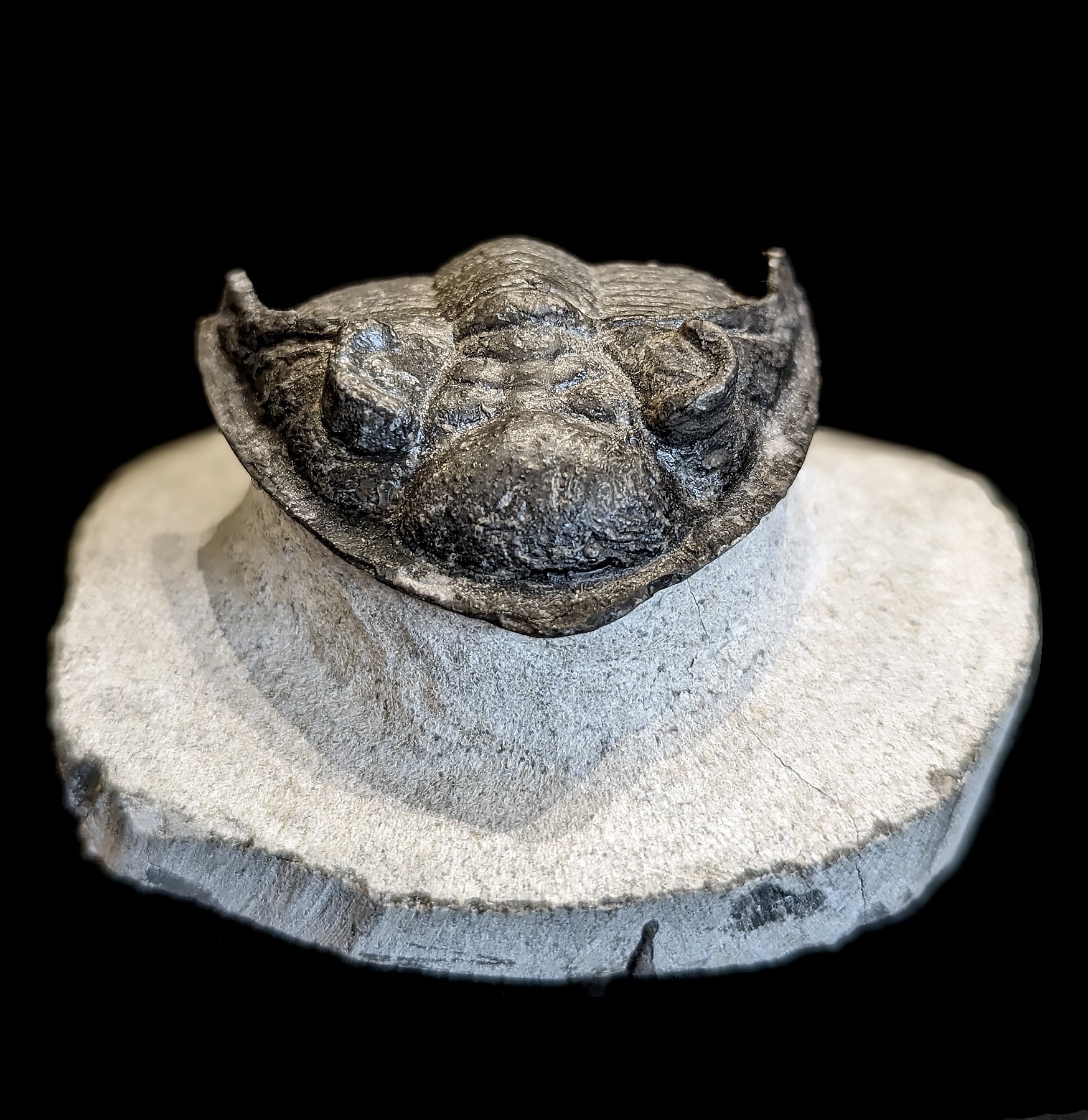 Authentic Fossilized Trilobite Odontochile in Natural Matrix - Rare Paleozoic Era Specimen for Collectors, Education & Home Decor