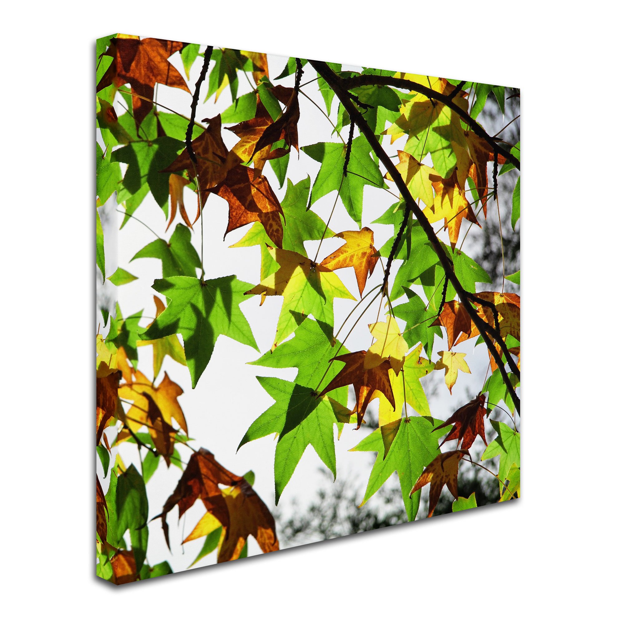 Trademark Fine Art First Signs by Beata Czyzowska Young - 35x35 Inch Canvas Wall Art - Perfect for Living Room, Bedroom & Office Decor