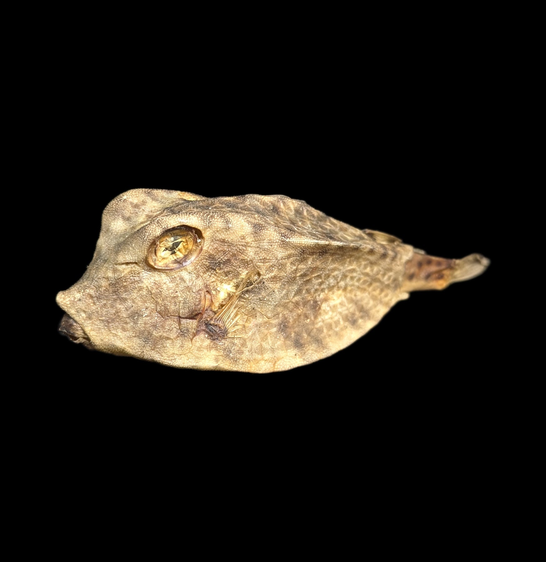 Realistic Taxidermy Cow Fish Mount - Handcrafted Wall Decor for Home, Office & Hunting Lodge | Perfect for Rustic Cabin, Man Cave & Fishing Enthusiasts