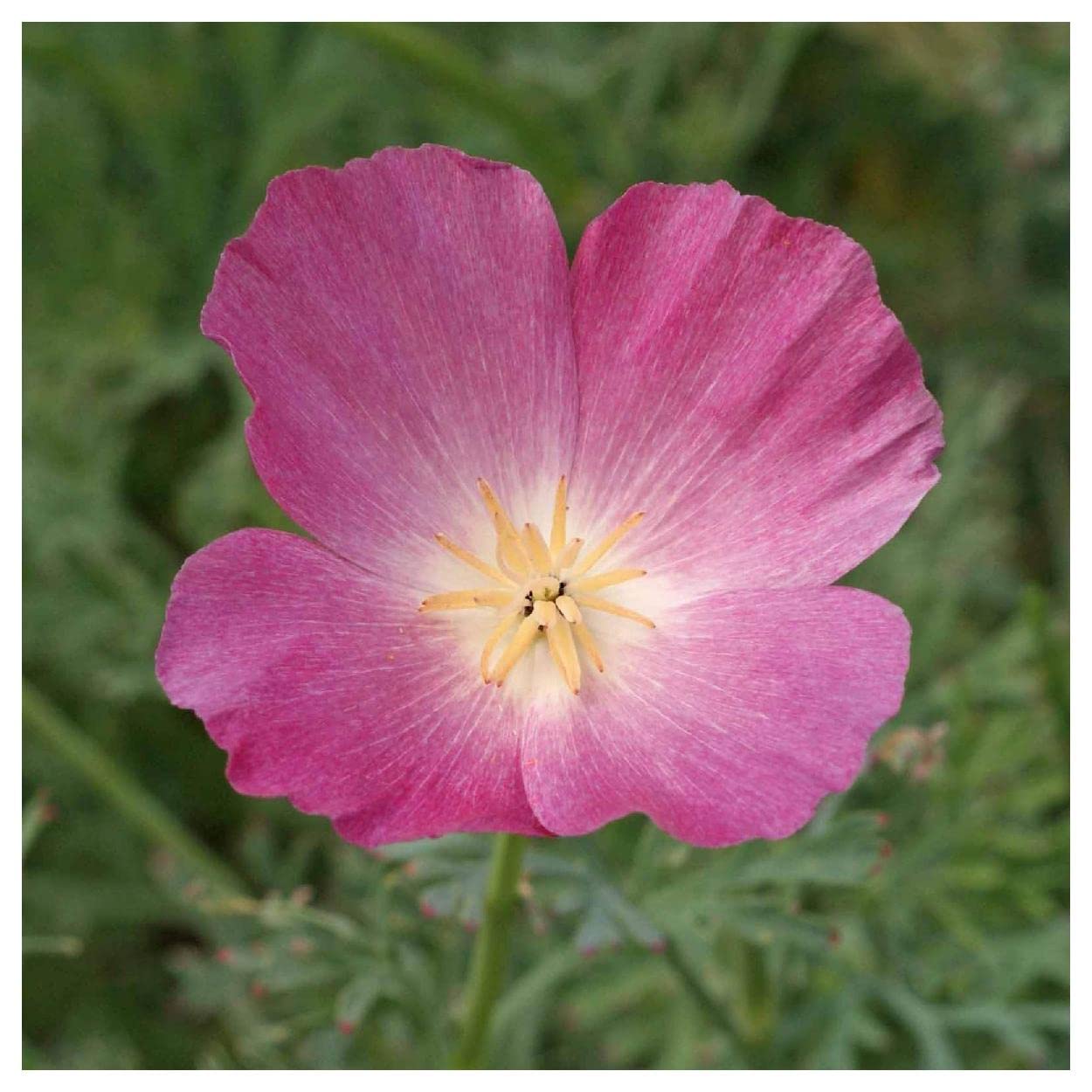 Everwilde Farms - 1/4 Lb Purple Gleam California Poppy Wildflower Seeds - Non-GMO, Heirloom, Gold Vault Packaging - Perfect for Garden Landscaping, Pollinator Gardens & Wildflower Meadows