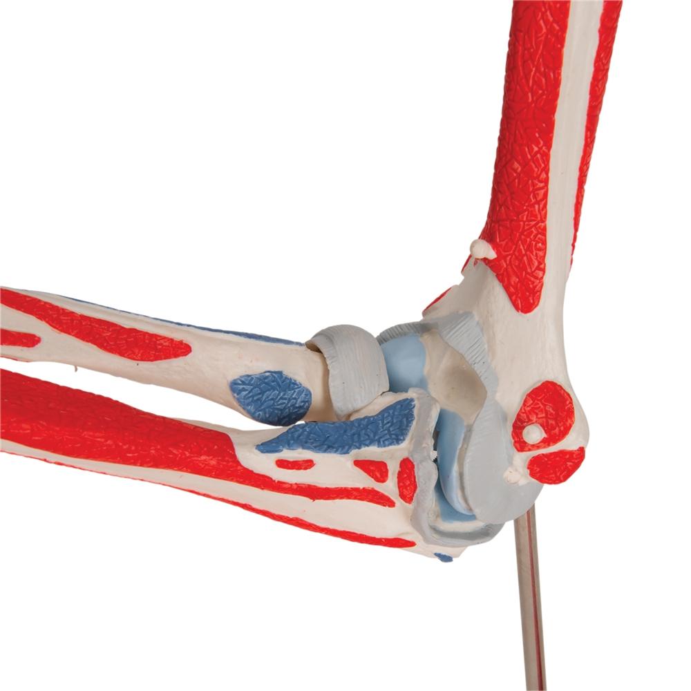 8-Part Elbow Joint with Muscles Model - Detailed Human Anatomy Study Tool for Medical Students & Professionals