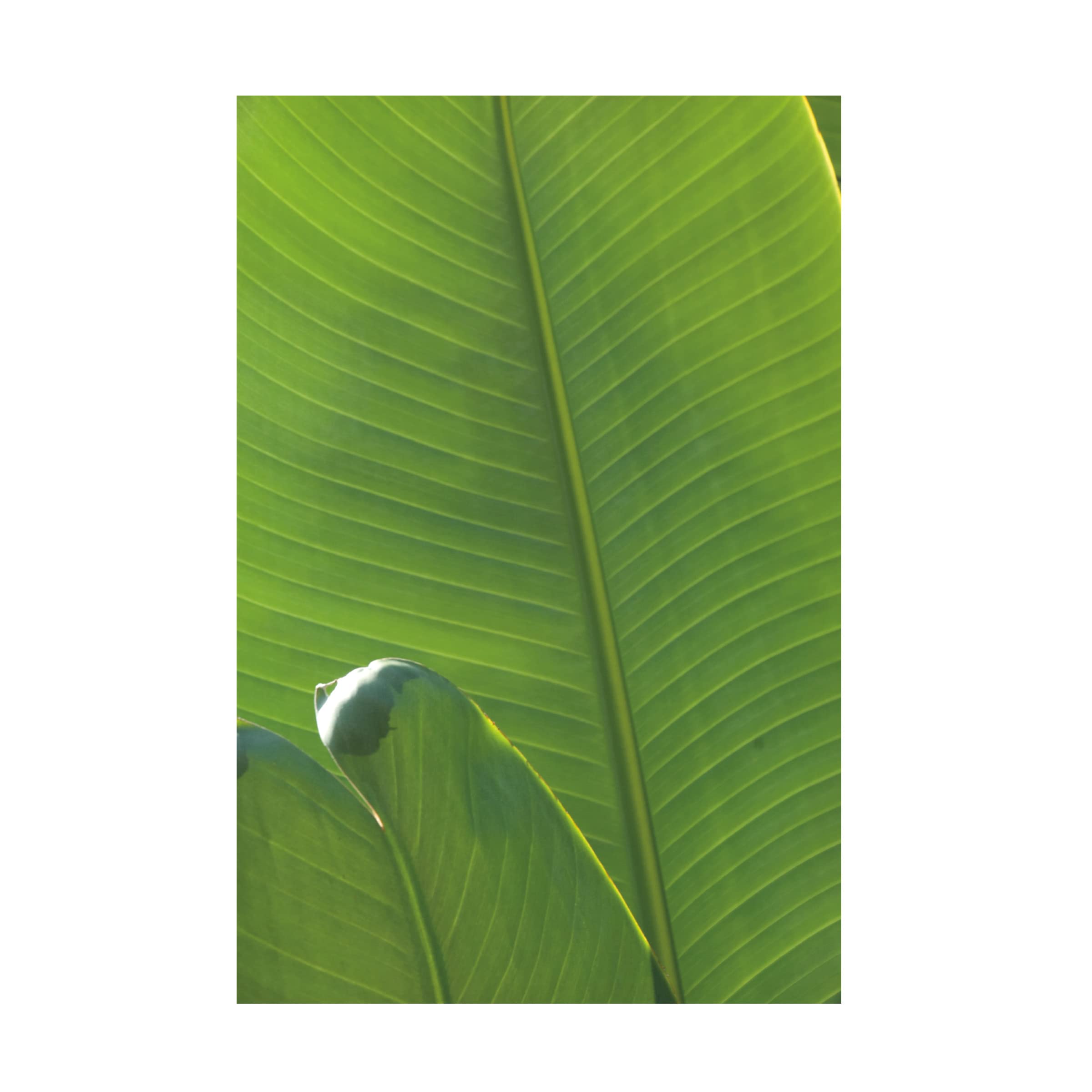 Wild Apple Portfolio 'Palm Detail III' Canvas Wall Art Print - 22x32 Inches - Tropical Beach Decor for Living Room, Bedroom & Office