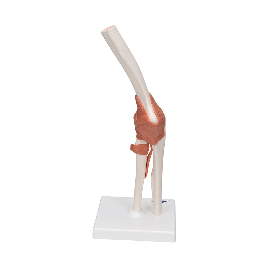 Functional Elbow Joint Model - Anatomical Medical Demonstration Tool for Students & Professionals | Ideal for Classroom, Lab & Physical Therapy Training