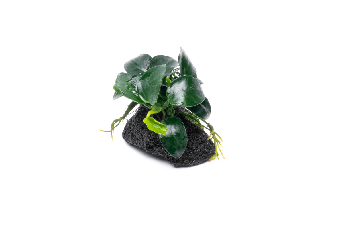 Anubias Barteri Petite Round Lava Stone - Live Aquarium Plant for Fish Tank Decor | Perfect for Nano Tanks, Aquascaping & Low Light Aquariums