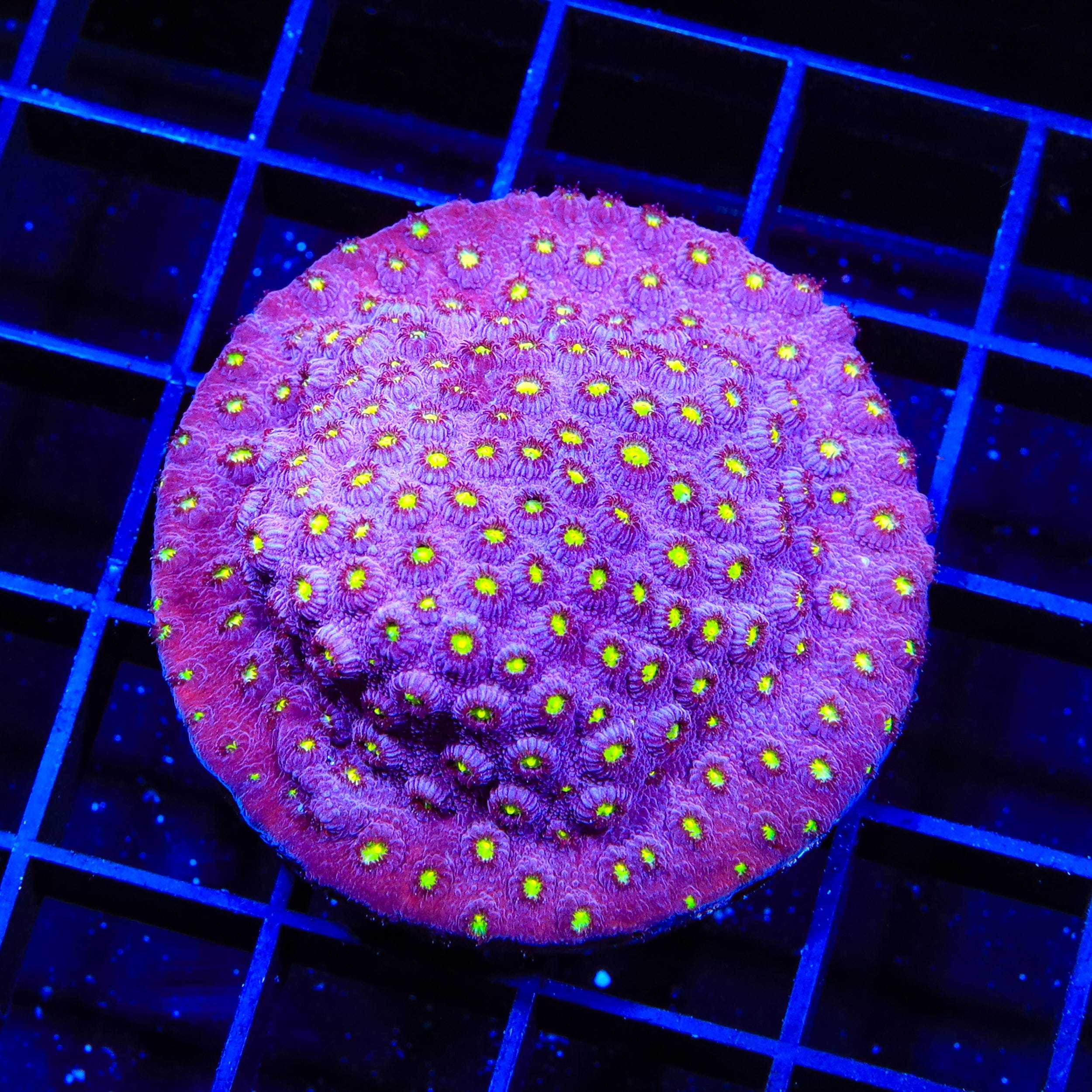 CB Bling Bling Cyphastrea Colony Coral - Premium Saltwater Aquarium Coral for Reef Tanks | Perfect for Marine Aquascaping and Coral Propagation