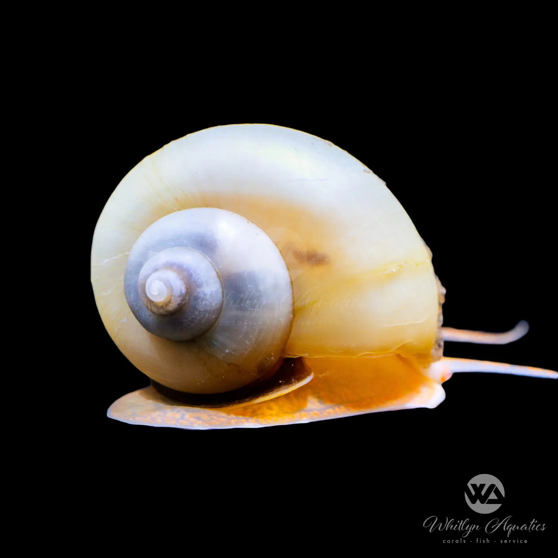 Live Ivory Mystery Snail (Pomacea sp.) - Freshwater Aquarium Snail for Planted Tanks & Algae Control