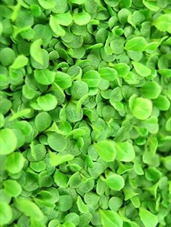 Organic Broad Leaf Batavia Endive Seeds - 5 Lb Bulk Non-GMO Garden Seeds for Microgreens, Salad Gardening & Homegrown Greens | Perfect for Hydroponics, Indoor Planting & Healthy Eating