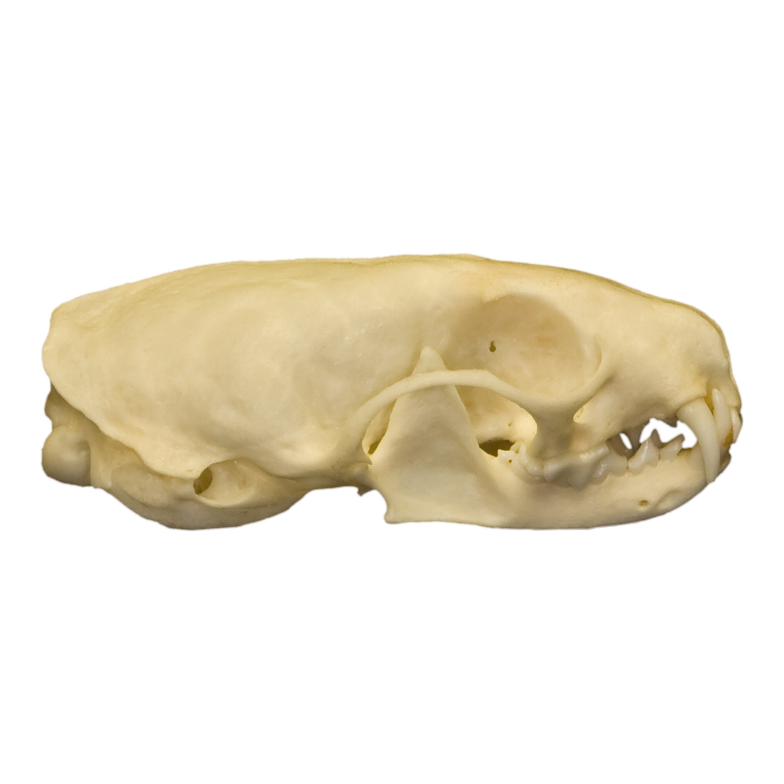 Authentic Real Weasel Skull Specimen - Taxidermy Oddity for Science Education & Gothic Decor - Perfect for Biology Classrooms, Horror Collections & Halloween Displays