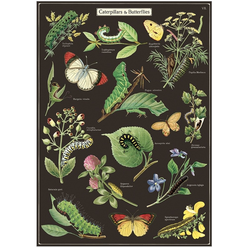 Premium Caterpillar & Butterfly Wrapping Paper - Eco-Friendly Gift Wrap for Kids' Birthday Parties, Baby Showers & Spring Celebrations