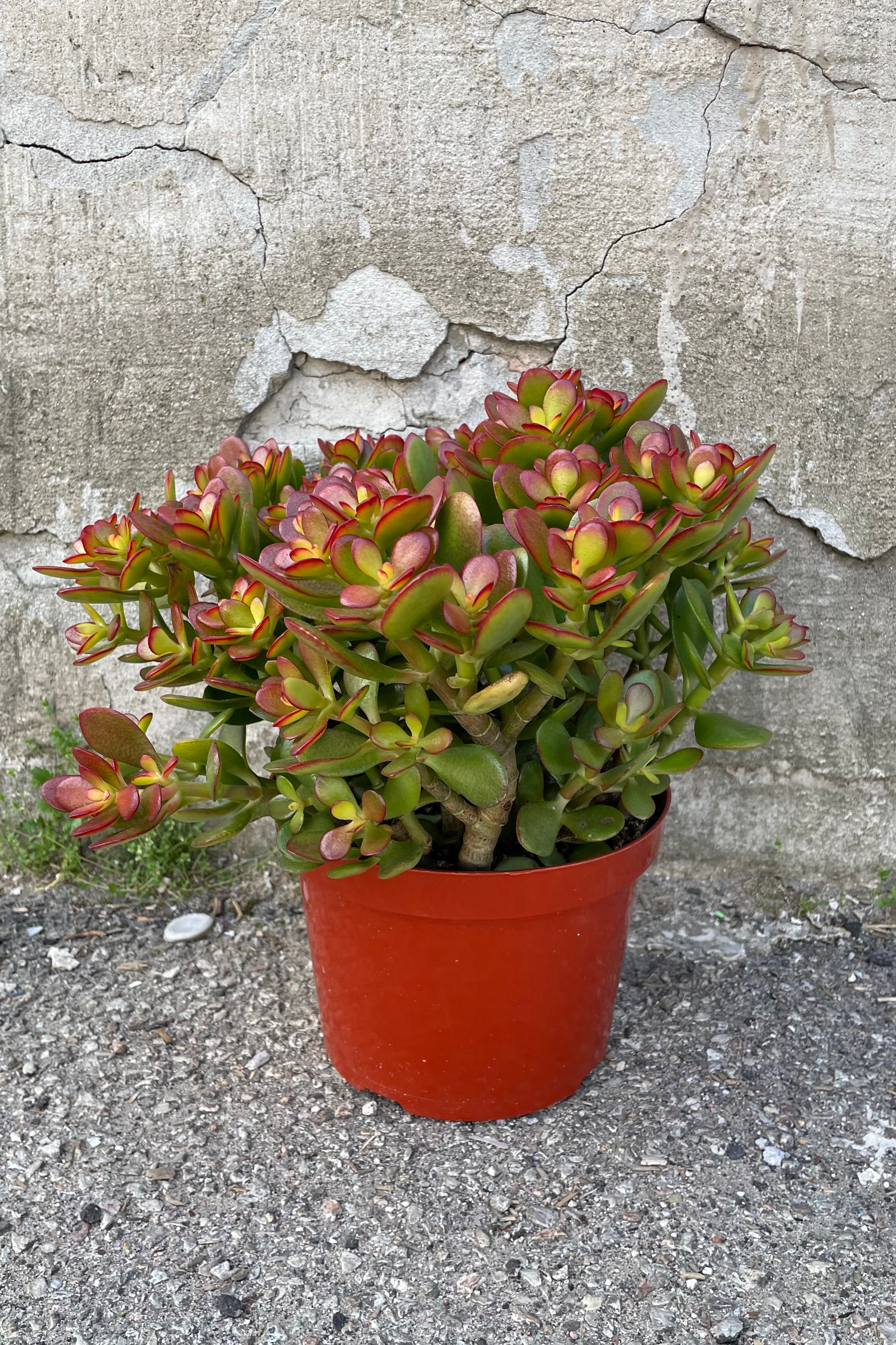 Crassula ovata 'Crosby' 8