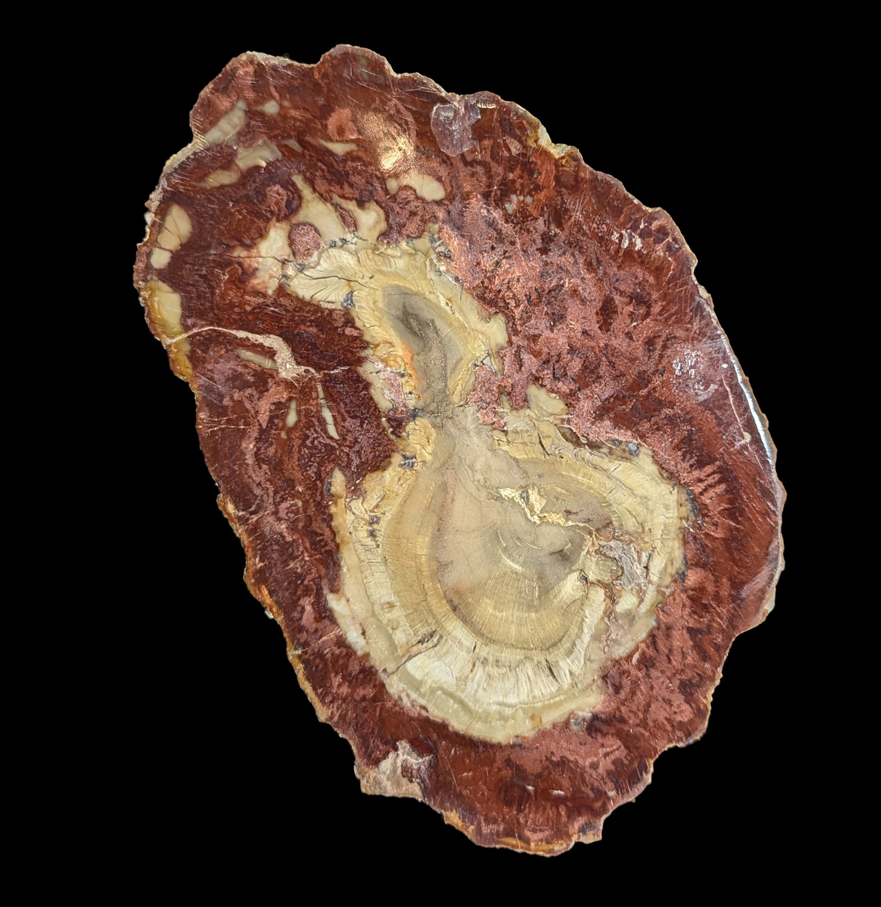 Premium Petrified Wood Slab - Natural Fossilized Wood for Home Decor, Jewelry Making & Unique Gifts - Perfect for DIY Crafts, Geode Displays & Interior Design