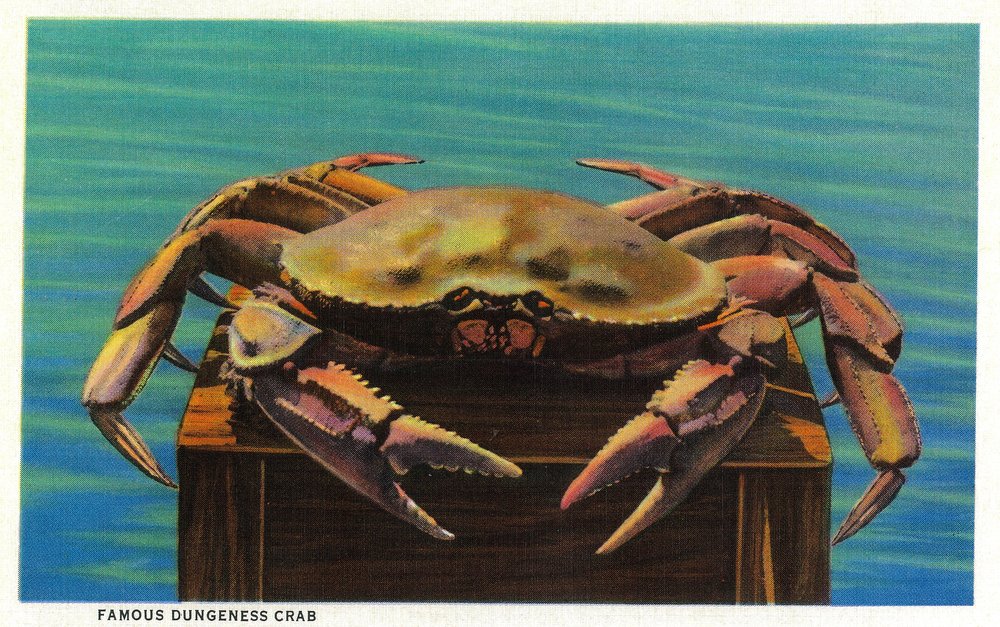 Dungeness Crab on Hood Canal Vintage Postcard 1118 - 24x36 Signed Art Print, Wall Decor Poster for Living Room, Kitchen & Office | Coastal Theme Home Decoration