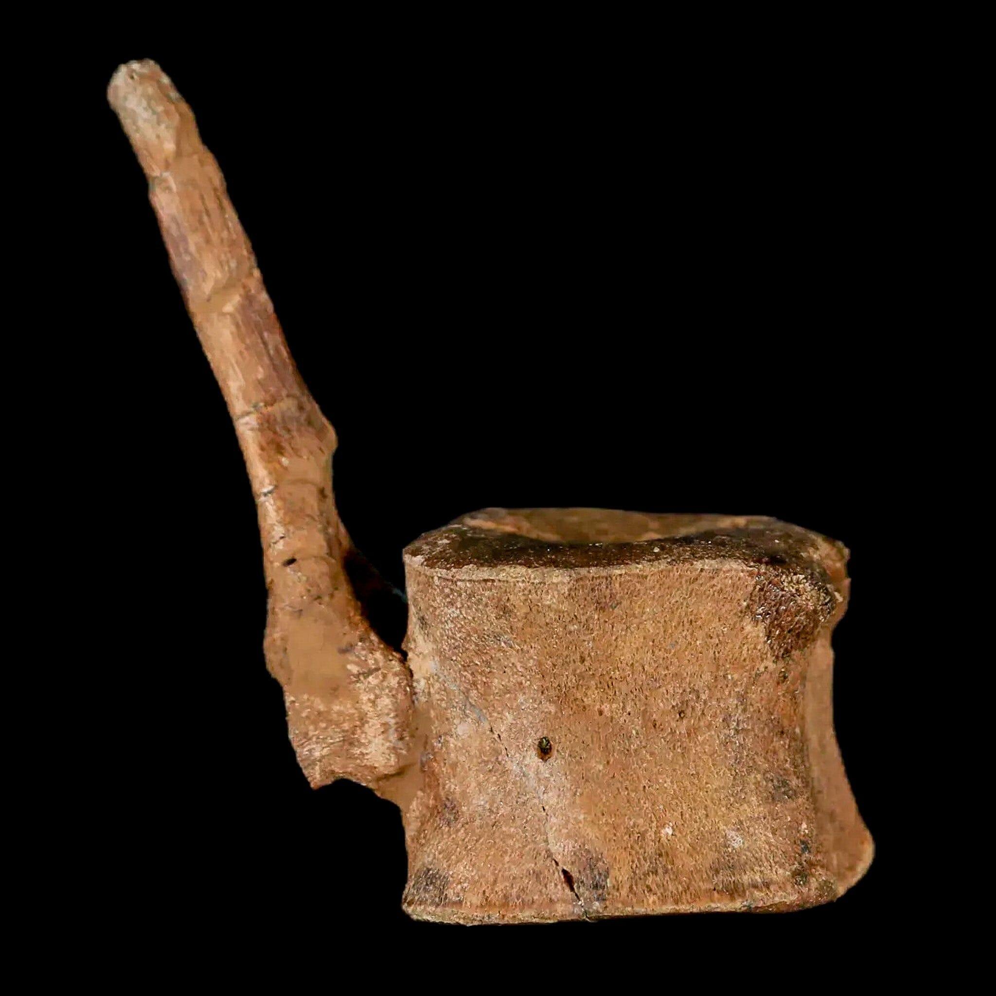 Authentic Brachylophosaurus Dinosaur Tail Vertebrae Fossil - Cretaceous Period Judith River Formation with COA - Perfect for Paleontology Collectors & Educational Displays