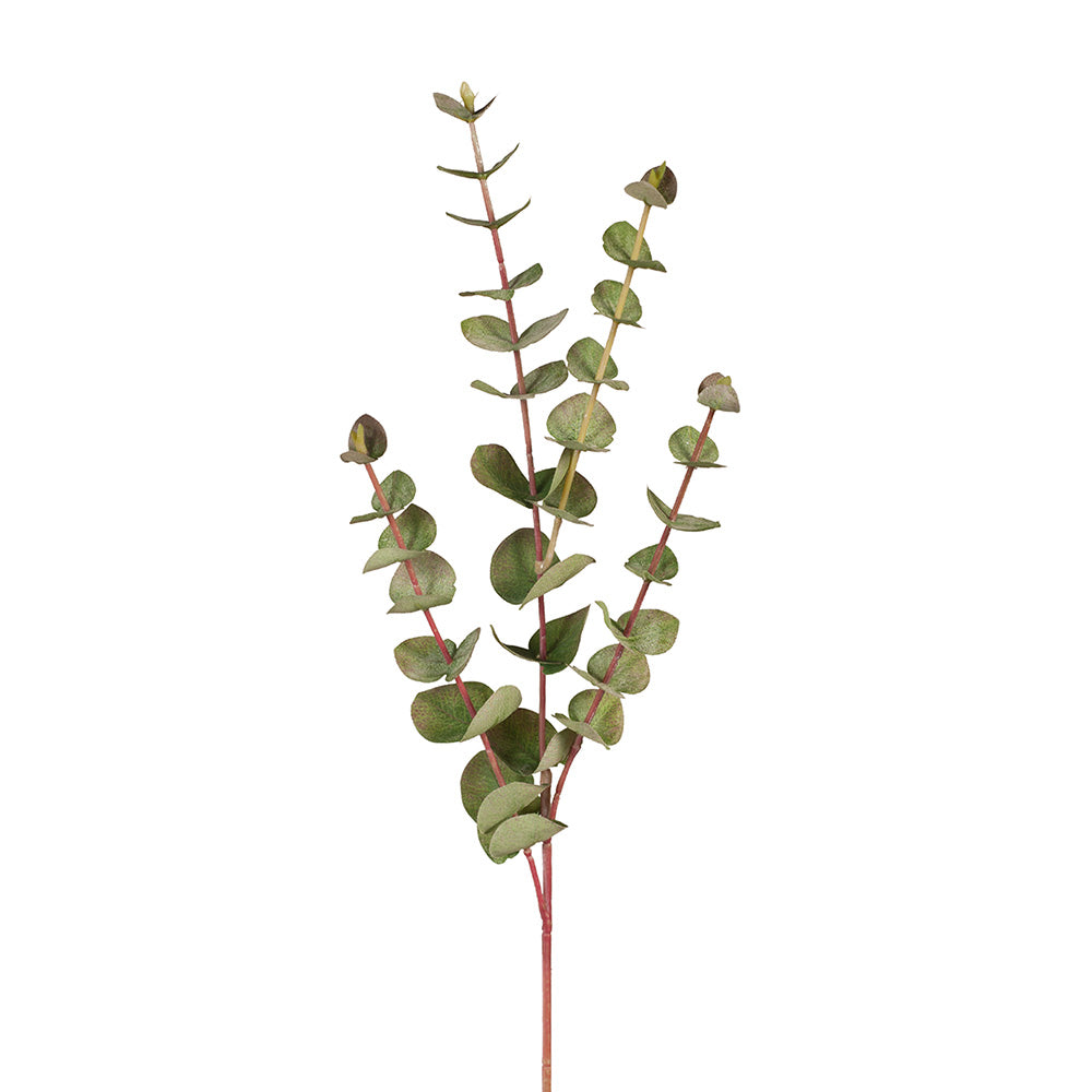 Premium Eucalyptus Silver Dollar (Small) - Fresh Cut Greenery for Home Decor, Wedding Bouquets & Floral Arrangements | USA Grown