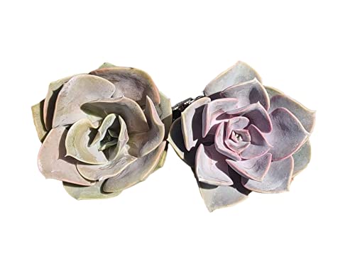 Echeveria 'Lolita'+'Perle Von Nurnberg'
