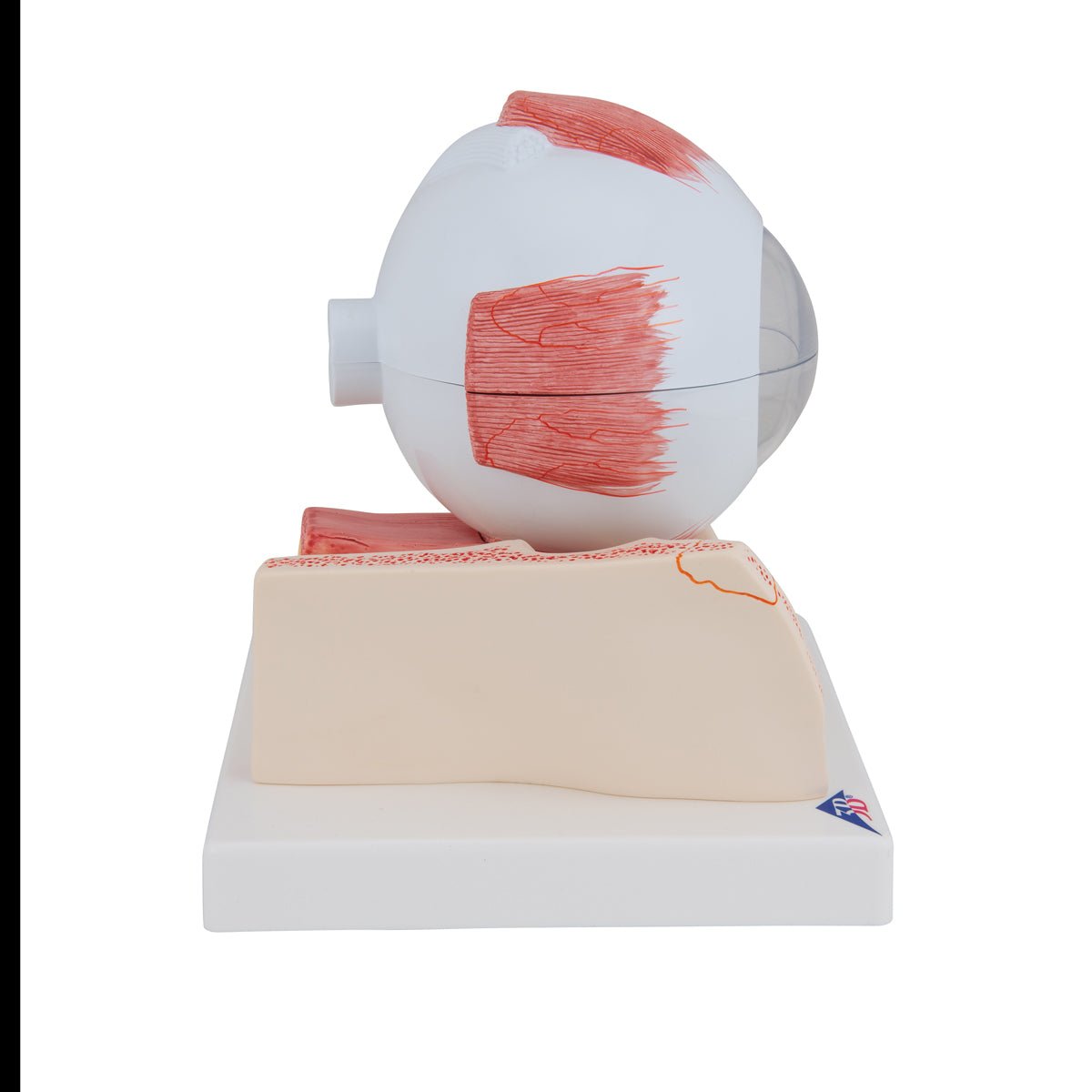 7-Part Human Eye Anatomy Model - 5X Enlarged for Detailed Study | Perfect for Medical Students, Biology Classes & Science Education