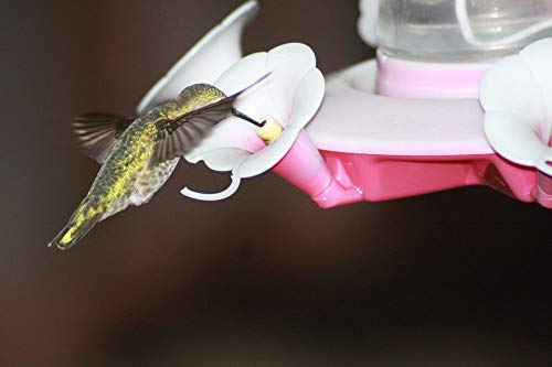 20x30 Inch Hummingbird Feeder Laminated Poster - Vibrant Colors & Detailed Ruby-Throated Hummingbird Image - Perfect for Home Decor, Office, or Garden Room - Fits Standard Frames (Wall Art, Nature Lovers Gift, Bird Watching Enthusiasts)