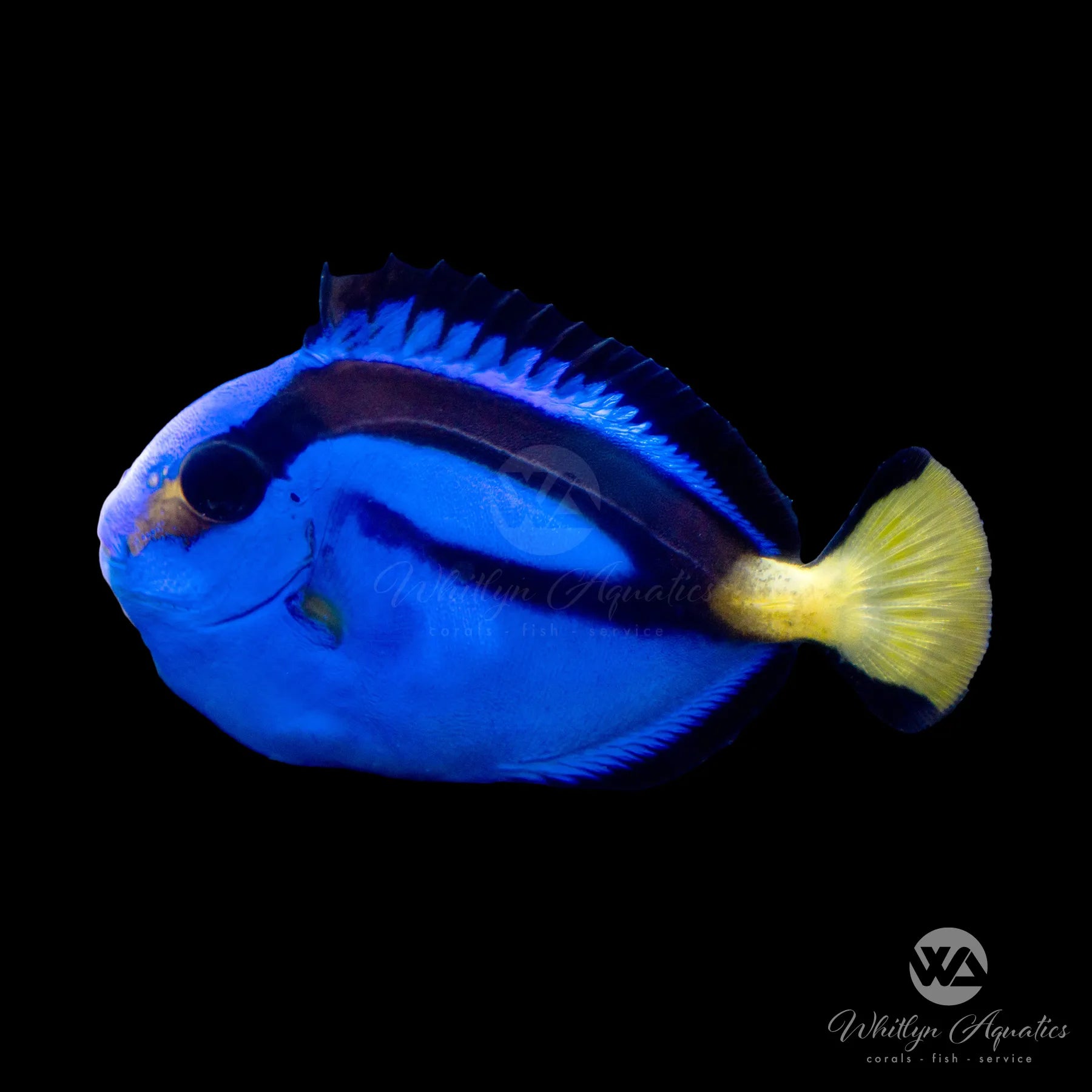 Captive Bred Blue Hippo Tang Fish - Paracanthurus Hepatus for Saltwater Aquariums | Perfect for Reef Tanks & Marine Displays