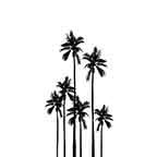 Palm Trees