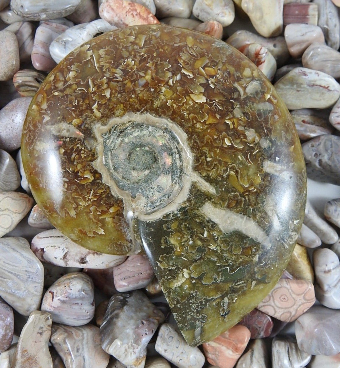 Authentic Ammonite Fossil - Natural Prehistoric Ammonite Specimen for Collectors, Home Decor & Gifts | Perfect for Geology Enthusiasts, Fossil Displays & Unique Interior Design