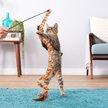 Interactive Swizzle Bird Cat Teaser Toy with Feathers - Fun Exercise Toy for Indoor Cats - Great for Playtime, Training & Bonding with Your Feline Friend
