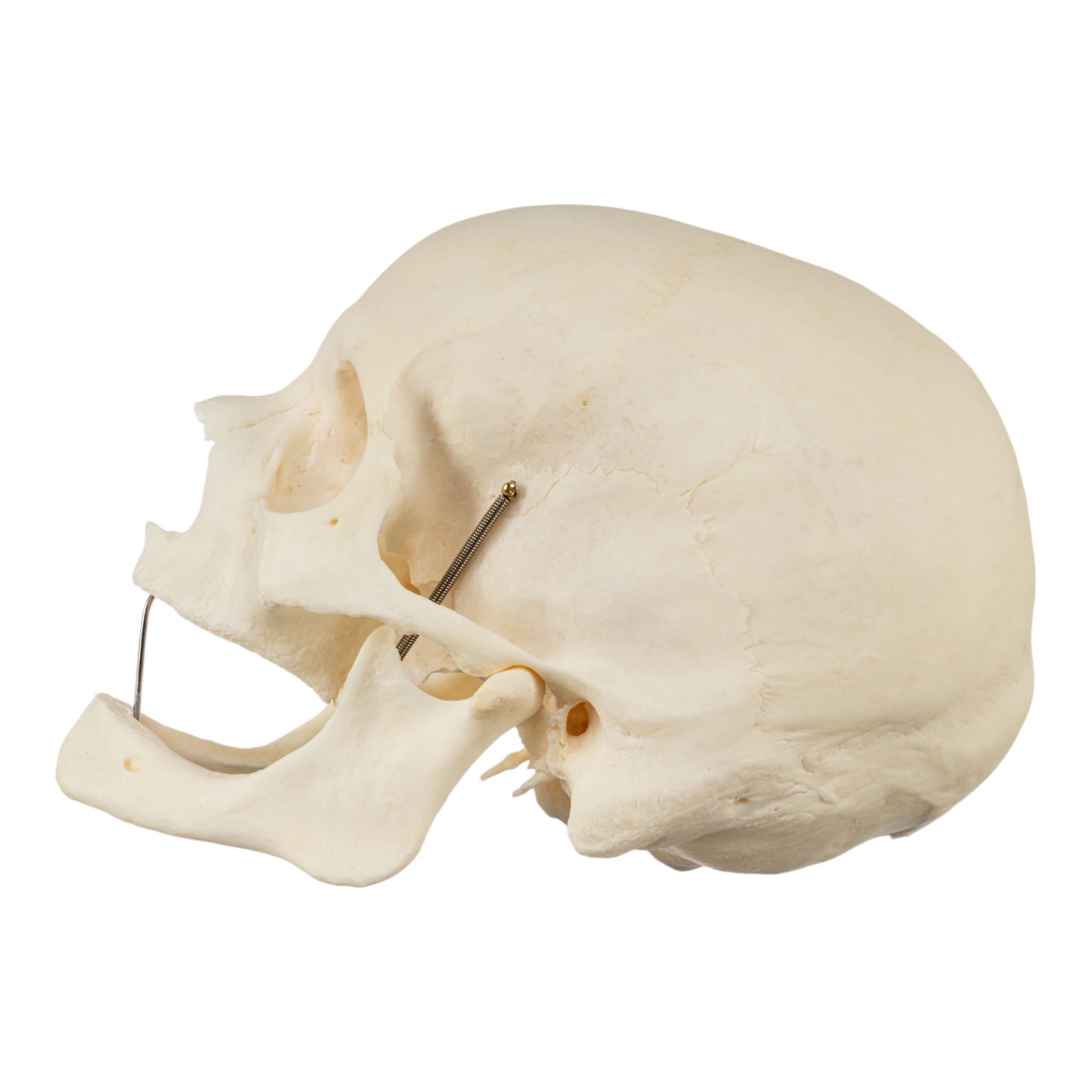 Premium Disarticulated Human Skeleton Model - Anatomically Accurate for Medical Education & Research | Perfect for Classroom, Lab, and Medical Training