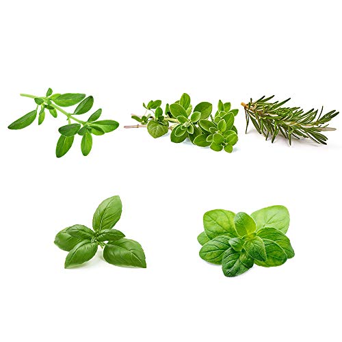 Basil, Marjoram, Oregano, Rosemary & Thyme