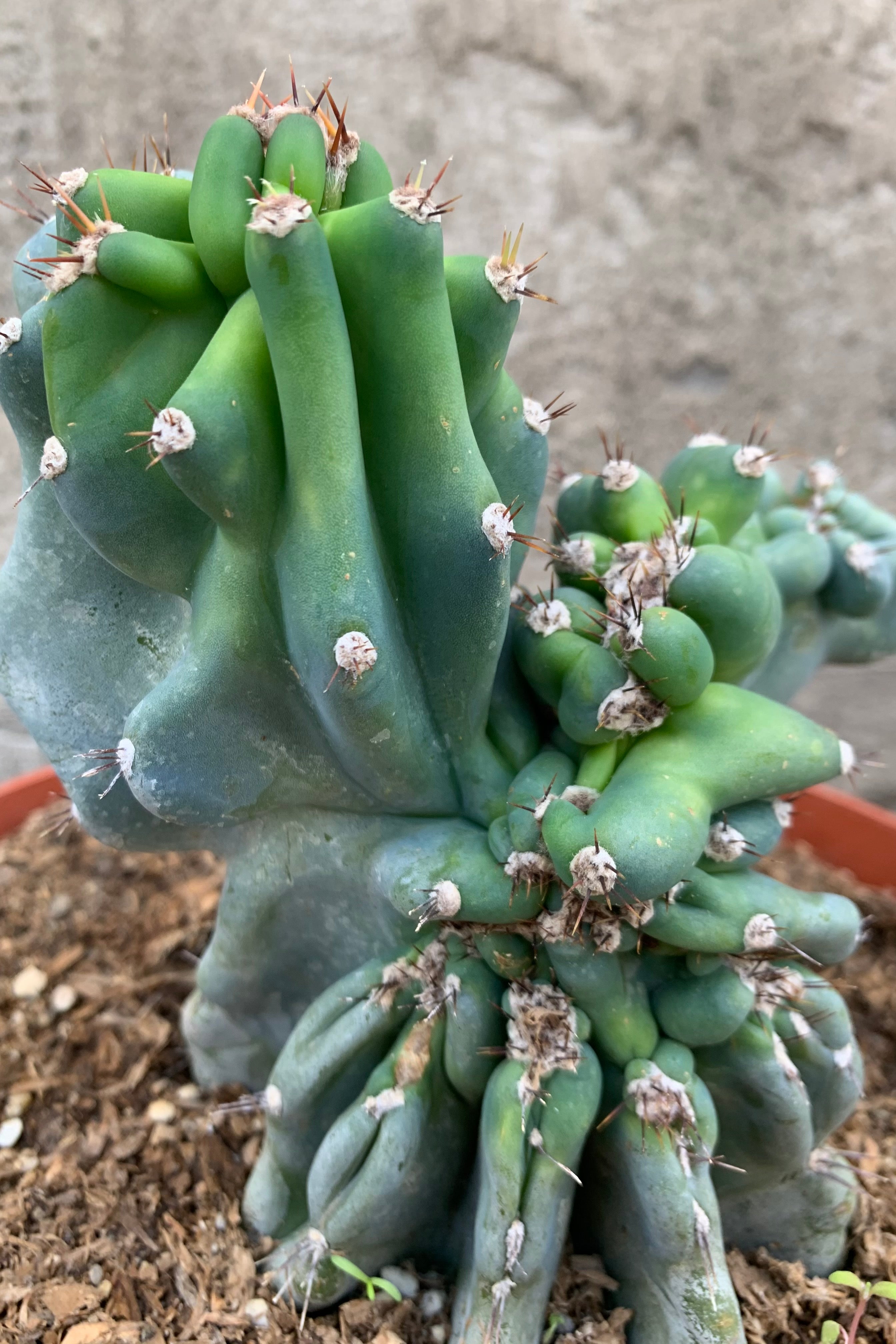 Buy Cereus Peruvianus 'Monstrose' Cactus - 10 Inch Potted Plant for Home & Office Decor | Drought-Tolerant Indoor/Outdoor Succulent for Desert Gardens