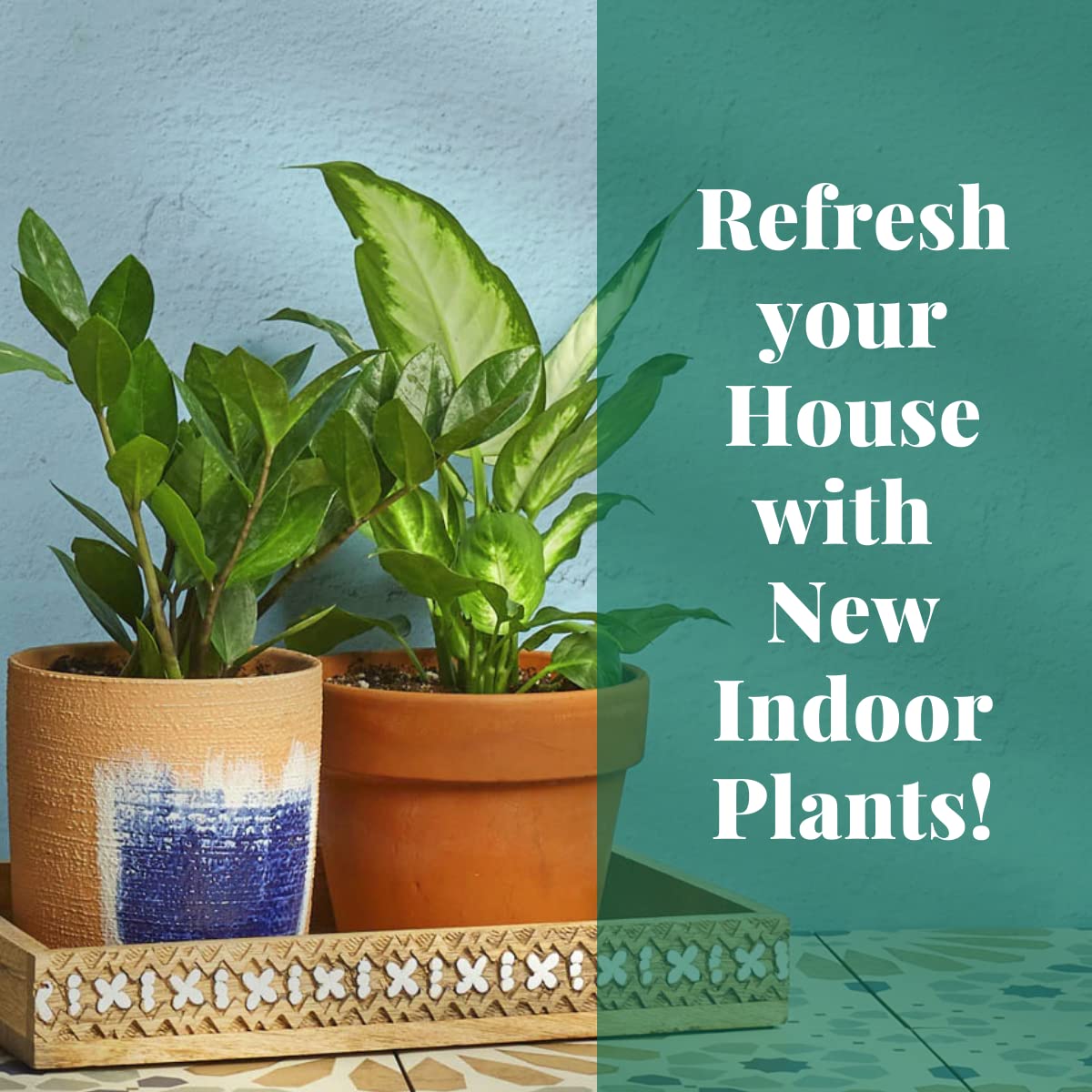 Elephant Bush Succulent Plant - 6 Inch Live Indoor Houseplant | Easy Care Low Maintenance | Natural Home Office Décor | Perfect Gift for Plant Lovers | Includes Free Care Guide | Ideal for Desks, Shelves & Small Spaces