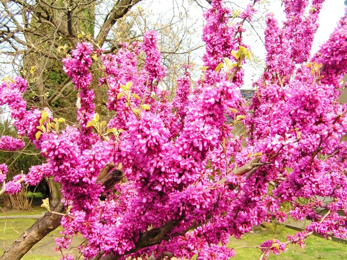 Judas Tree Bonsai Seeds (Cercis Siliquastrum) - 15 European Redbud Flowering Seeds for Planting, Beautiful Pink Sakura-Like Blooms - Perfect for Home Gardens, Bonsai Cultivation, and Romantic Landscaping