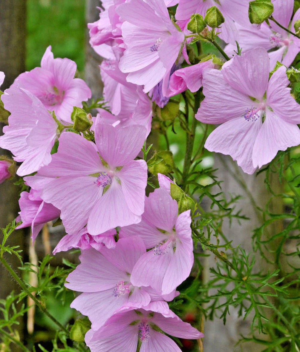 **100 Pink Musk Mallow Seeds - Easy to Grow, Rabbit-Resistant, Masses of Vibrant Pink Flowers - Perfect for Gardens, Borders & Pollinator-Friendly Landscapes**