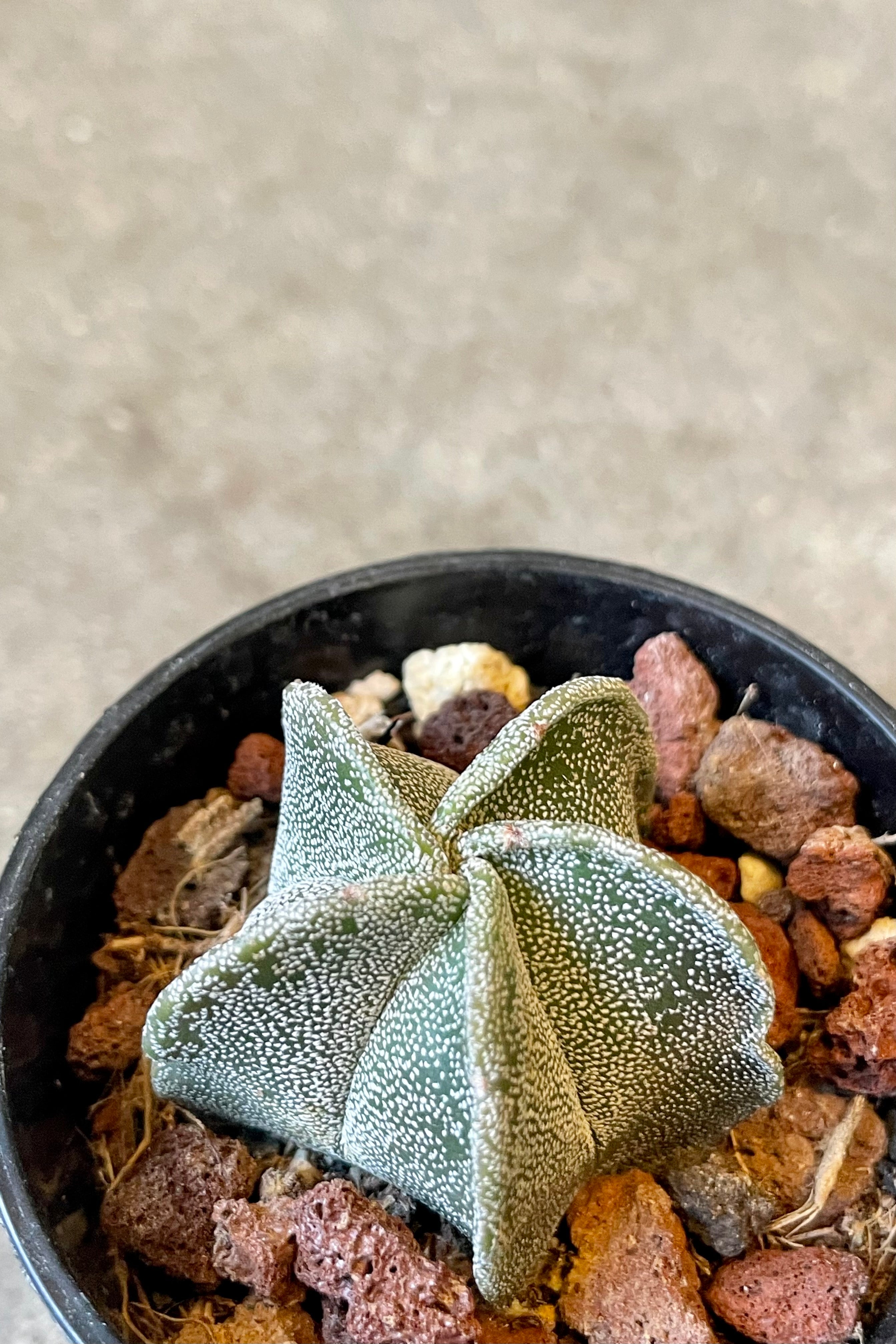 Bishop's Cap Cactus (Astrophytum myriostigma) - 2 Inch Live Rare Succulent Plant for Home Decor, Office Desk, or Gift