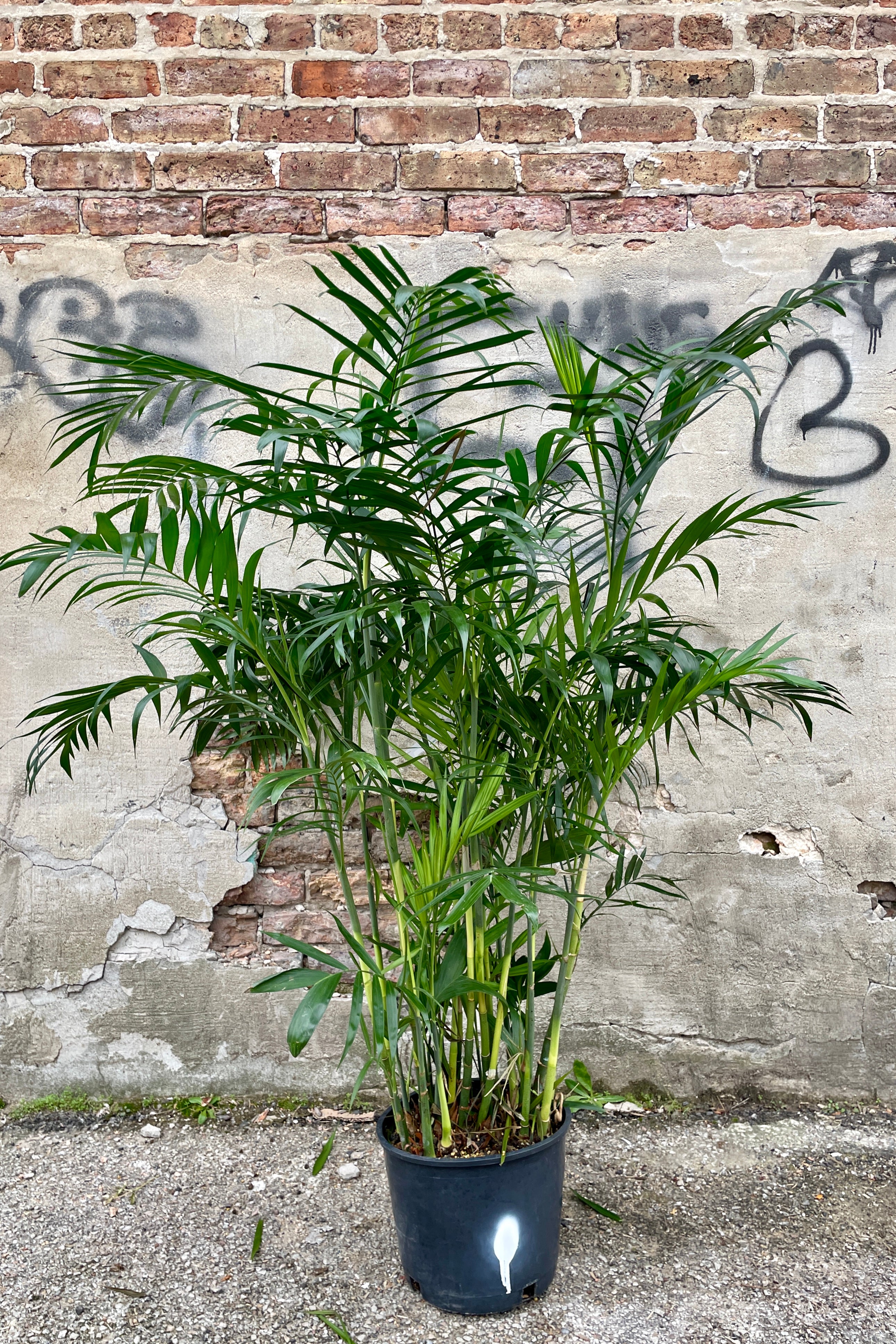 Chamaedorea Seifrizii Bamboo Palm #3 - Indoor House Plant for Home & Office Decor, Low Light & Air Purifying - Perfect for Living Room, Bedroom, or Workspace