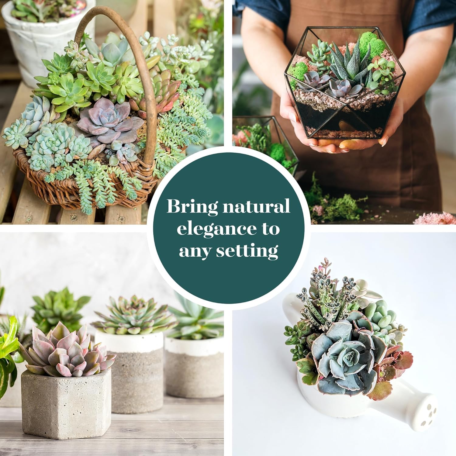 140 Pack Live Indoor Pastel Succulent Plants - Fully Rooted Soft Hue Collection for Home & Office Decor | Shop Succulents for Gifts, Wedding Centerpieces & Terrarium Arrangements
