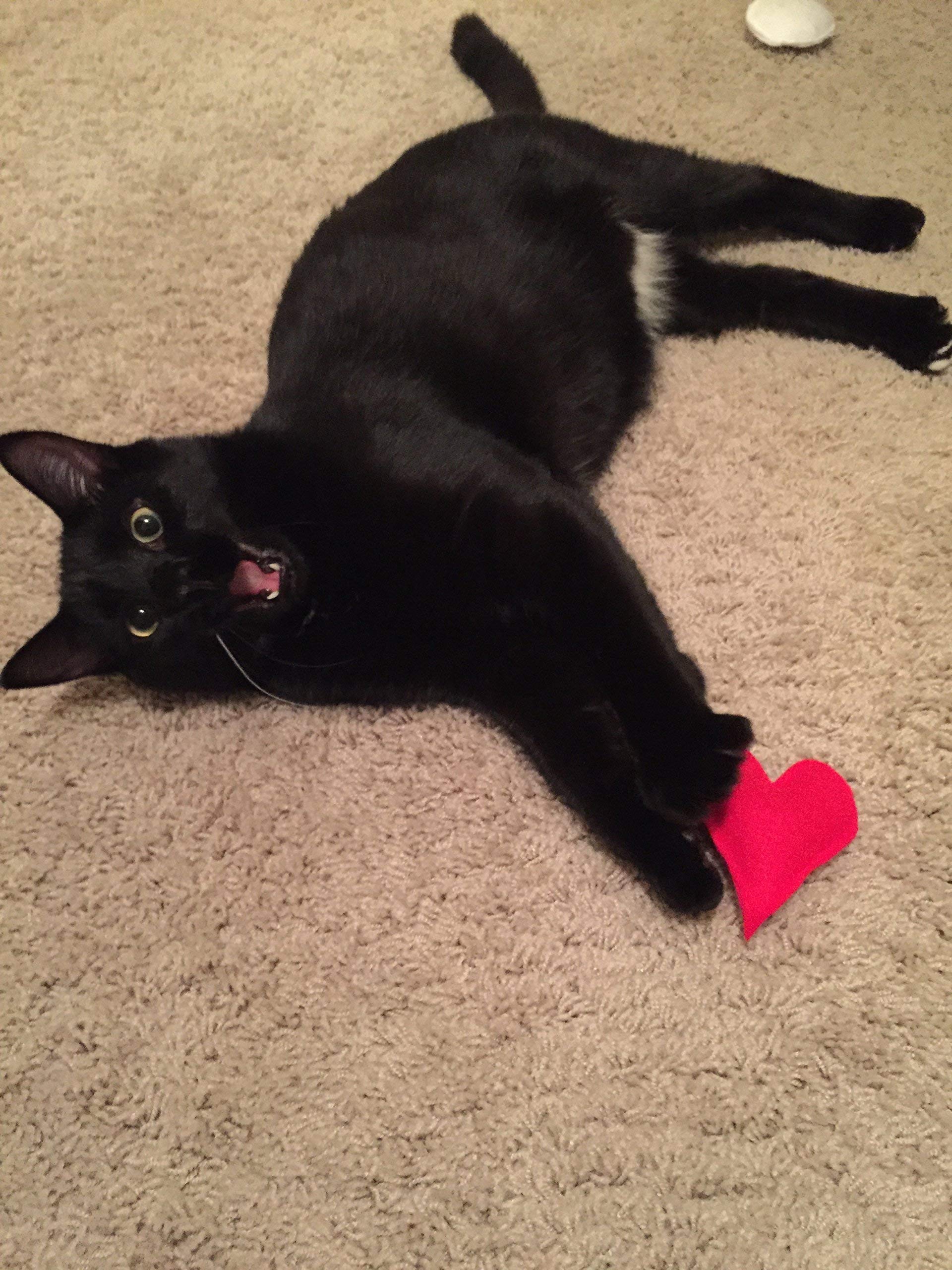 Organic Catnip Donut Toy for Cats - Fun & Safe Playtime for Kittens & Adult Cats - Perfect for Indoor Play, Training & Stress Relief