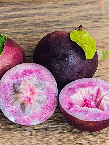 Yunakesa Star Apple (Chrysophyllum Cainito) Live Fruit Tree 20”-28” - Medicinal Plant for Home Garden, Tropical Fruit Tree for Landscaping & Healthy Eating