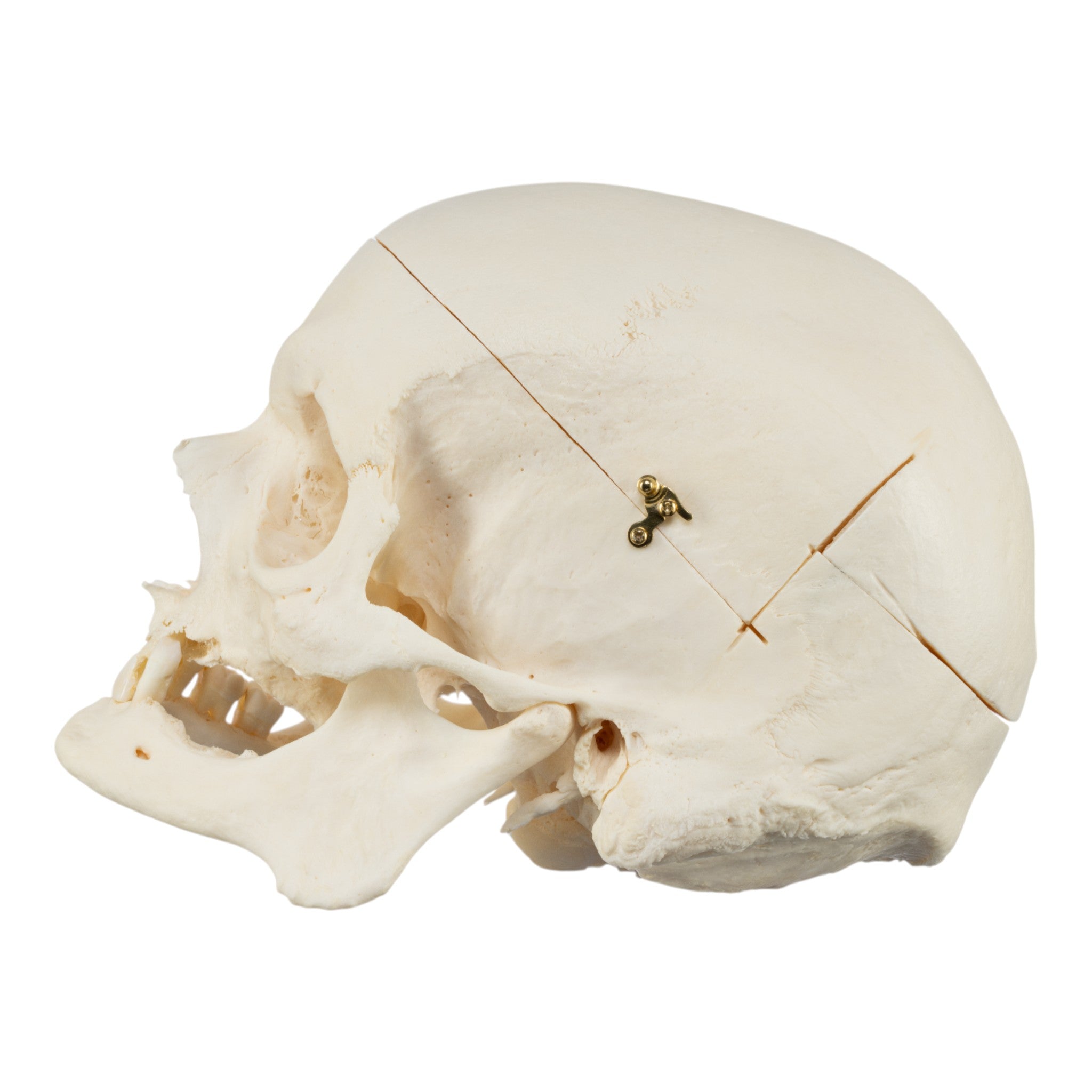 Premium Disarticulated Human Skeleton Model for Medical Education - Anatomically Accurate Teaching Tool for Classrooms, Labs & Medical Studies