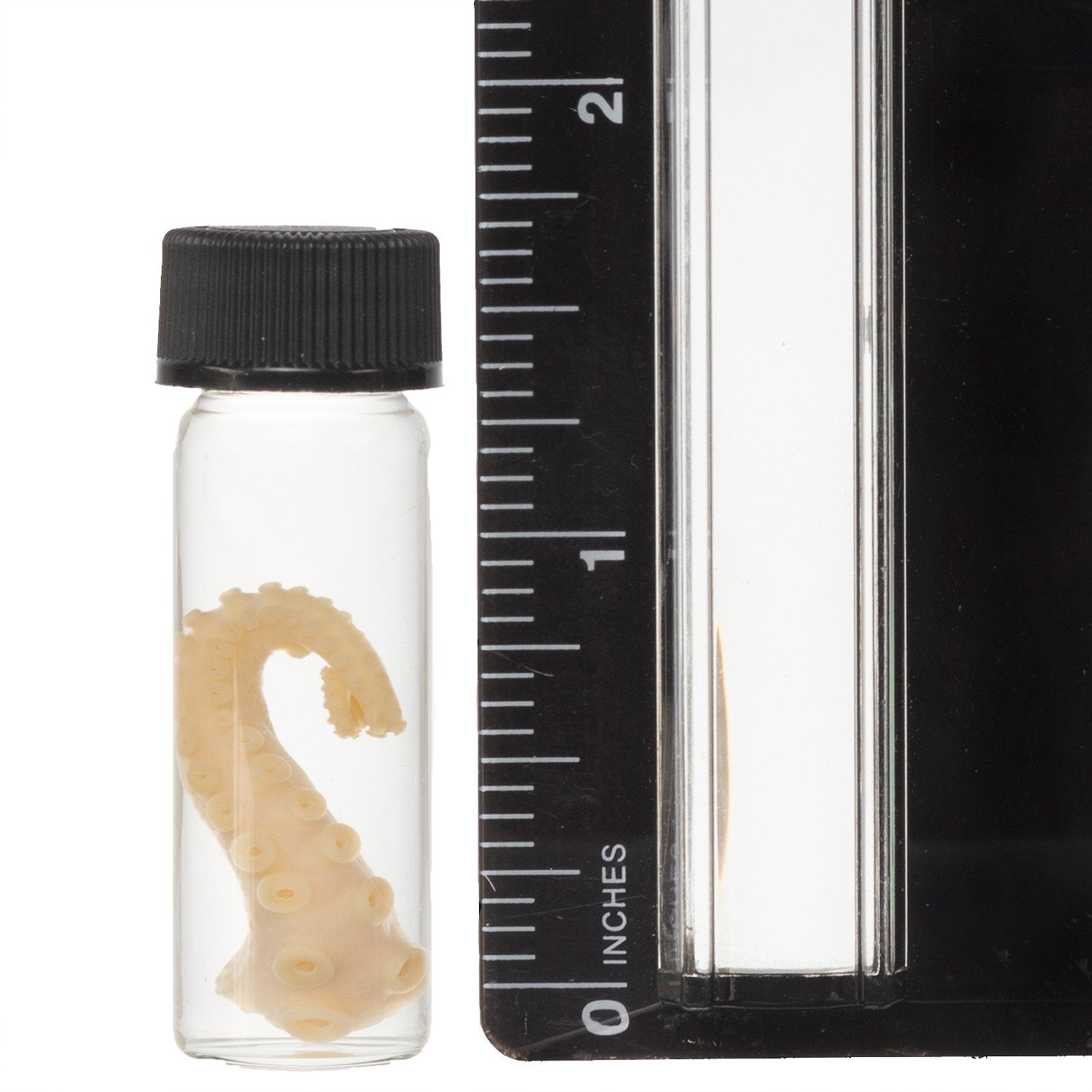 Authentic Real Tentacle Wet Specimen - Preserved Marine Biology Specimen for Science Education & Oddity Collectors | Perfect for Classroom Display, Gothic Decor & Curiosity Cabinets