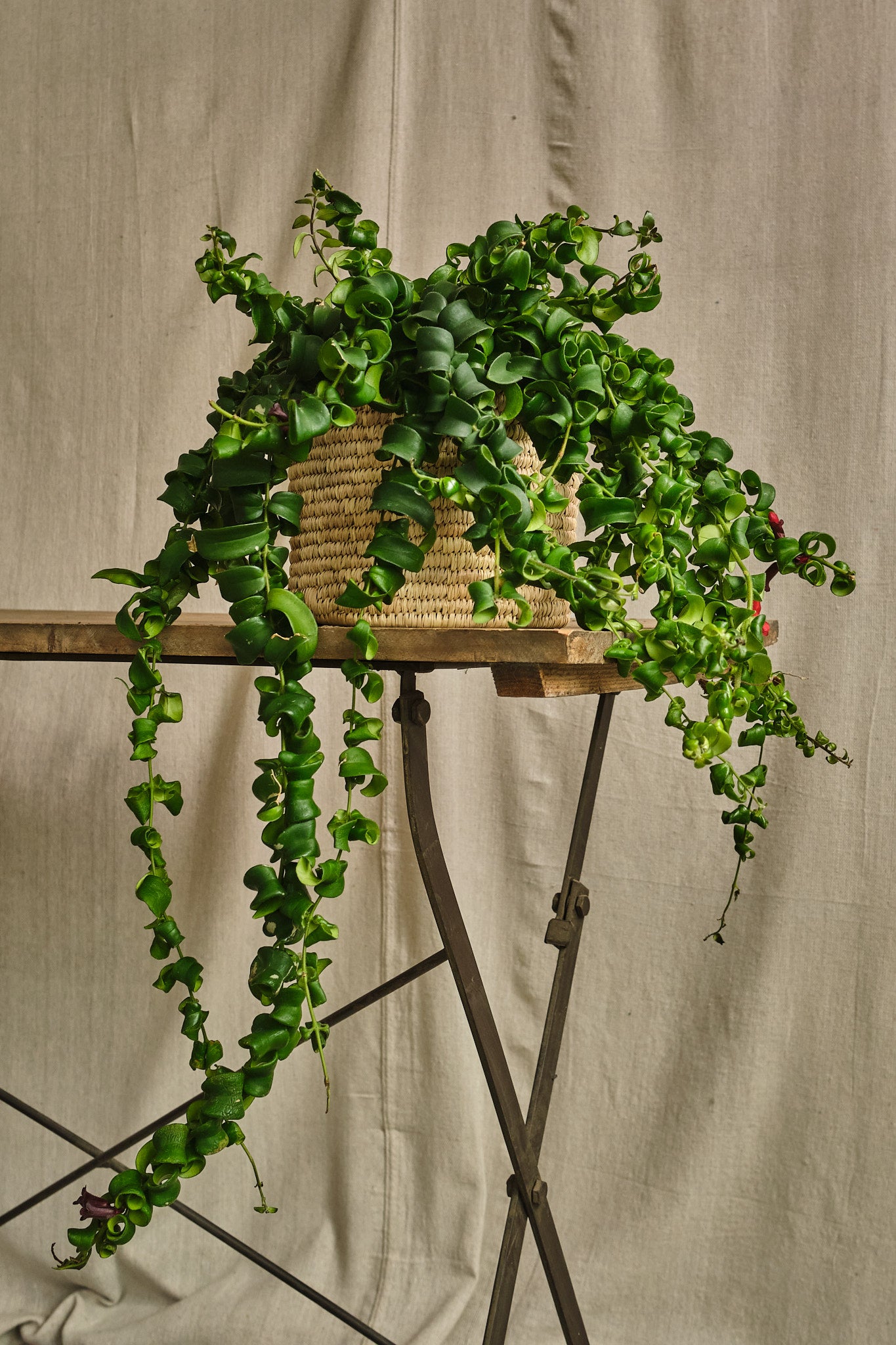Lipstick Plant (Aeschynanthus Radicans) - Exotic Hanging Houseplant for Indoor Home & Office Decor - Perfect for Living Rooms, Bathrooms, and Balconies