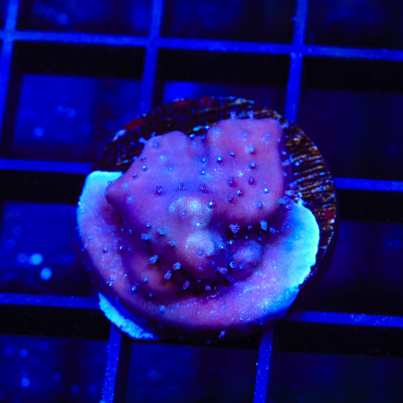 Blue Ridge Coral - Premium Saltwater Aquarium Coral for Reef Tanks | Perfect for Marine Fish Tanks & Coral Reef Displays