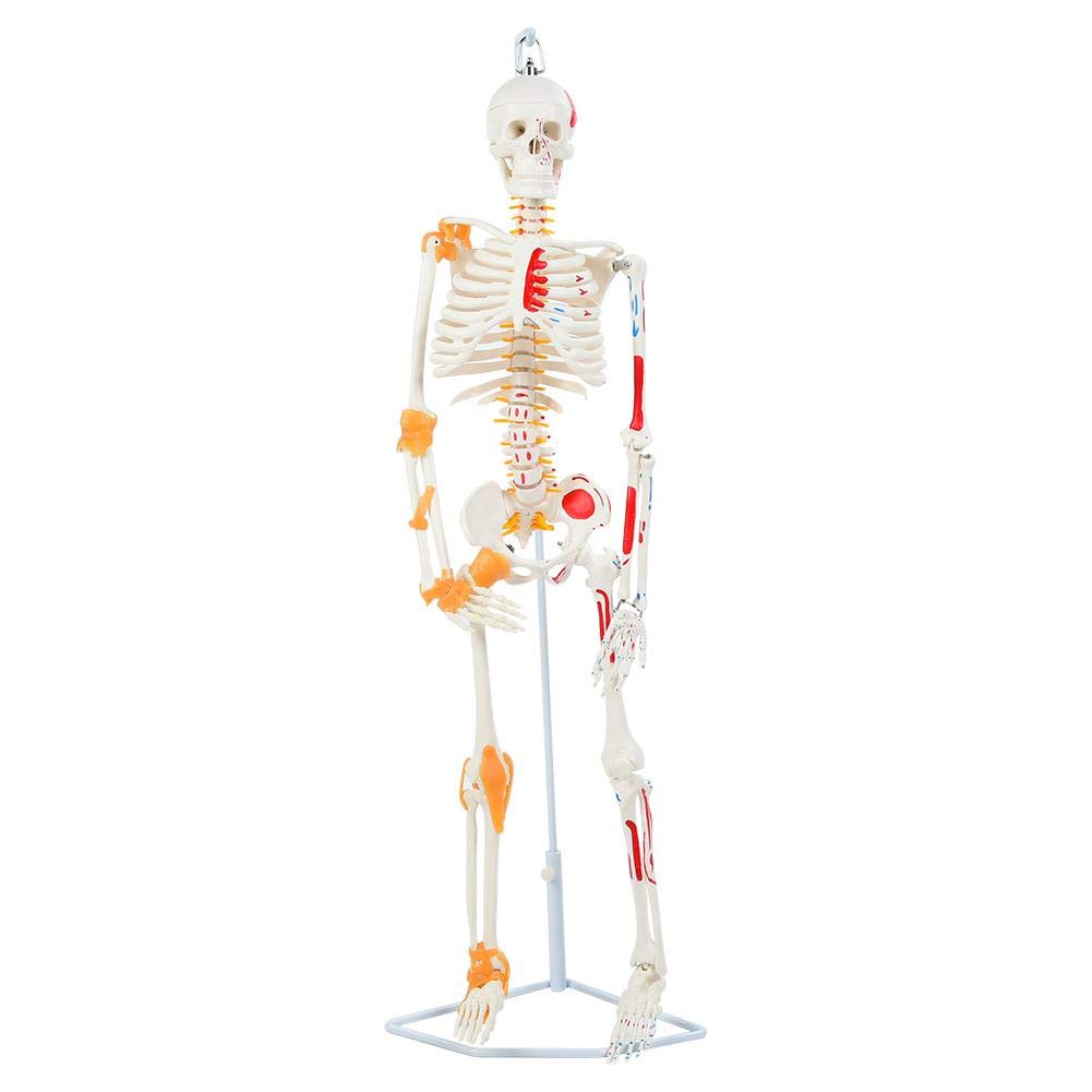 85cm Removable Human Skeleton Model - Anatomical Biological Bones for Medical Study, Science Lab & Classroom Teaching | Colored Ligament Detail | Perfect for Biology Education, Medical Training & Halloween Decor