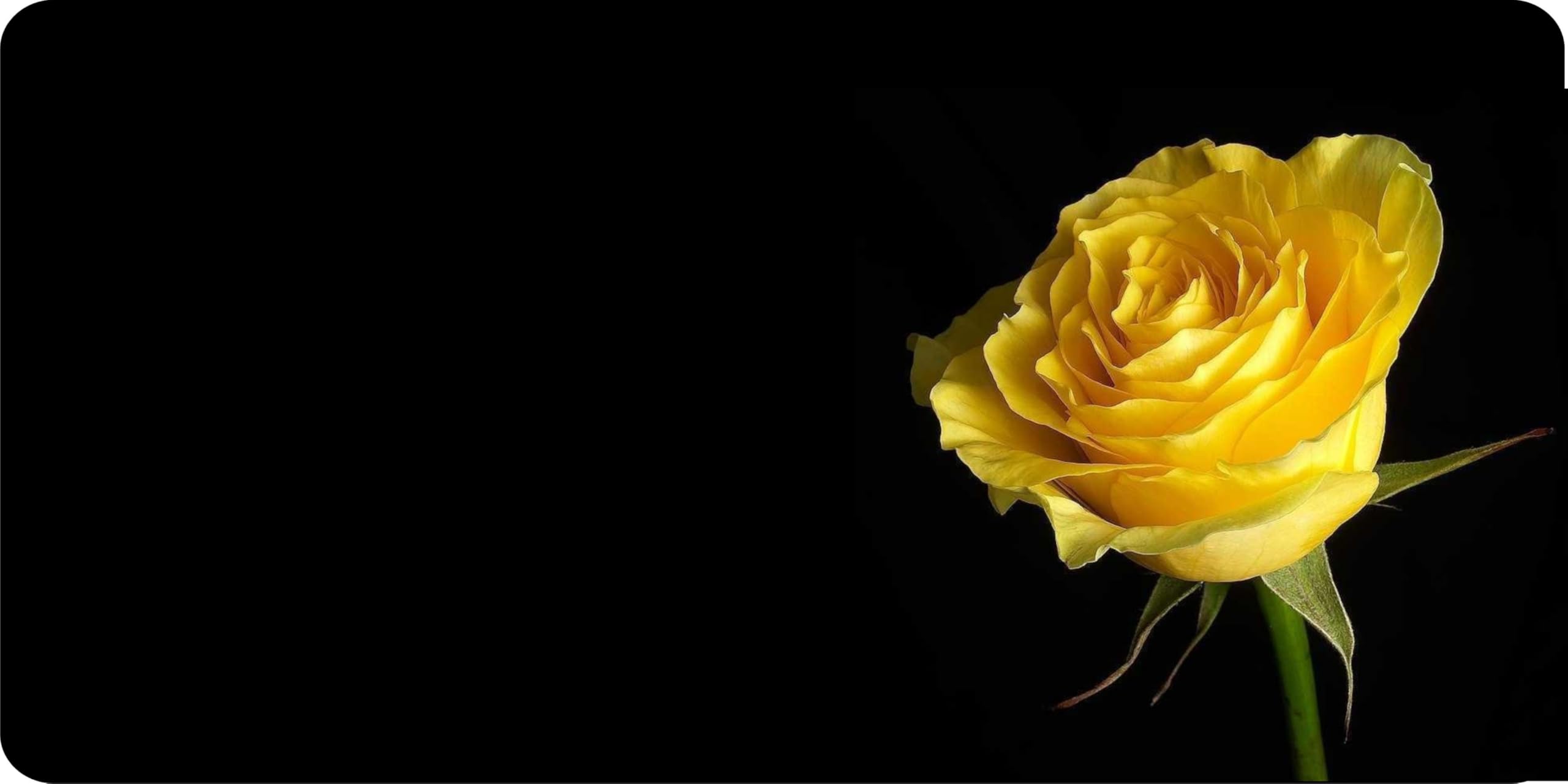 Custom Yellow Rose Offset Photo License Plate - Personalized Car Tag for Vehicles, Gifts & Home Decor