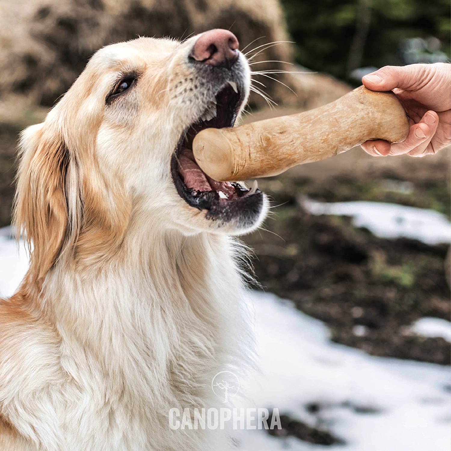 Natural Coffee Wood Dog Chew Stick - Long-Lasting Puppy Teething Toy for Small & Large Breeds - Great for Indoor Play & Outdoor Adventures