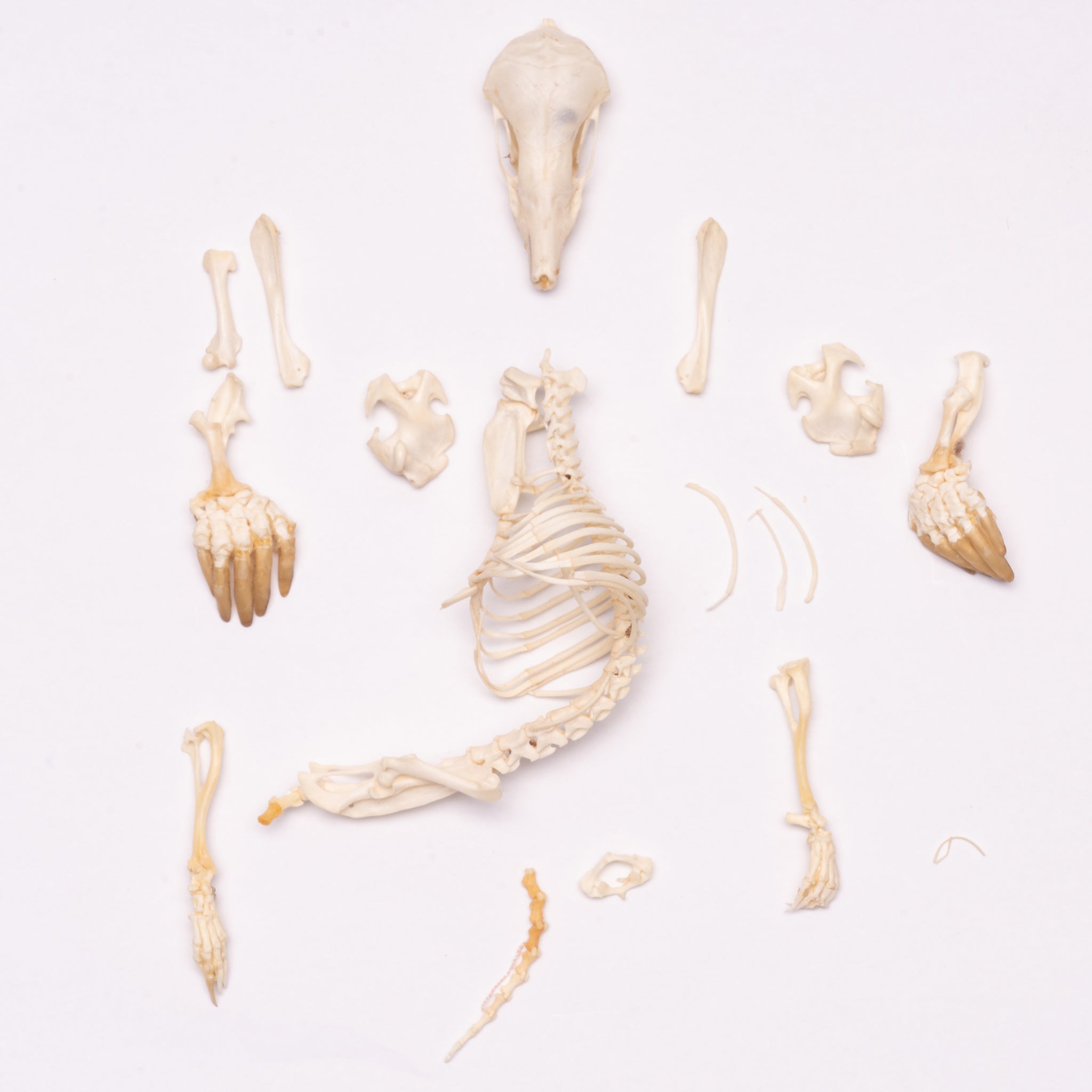 Authentic Townsend's Mole Skeleton - Disarticulated Specimen for Biology Study & Science Education | Perfect for Classroom, Lab Research & Natural History Collections