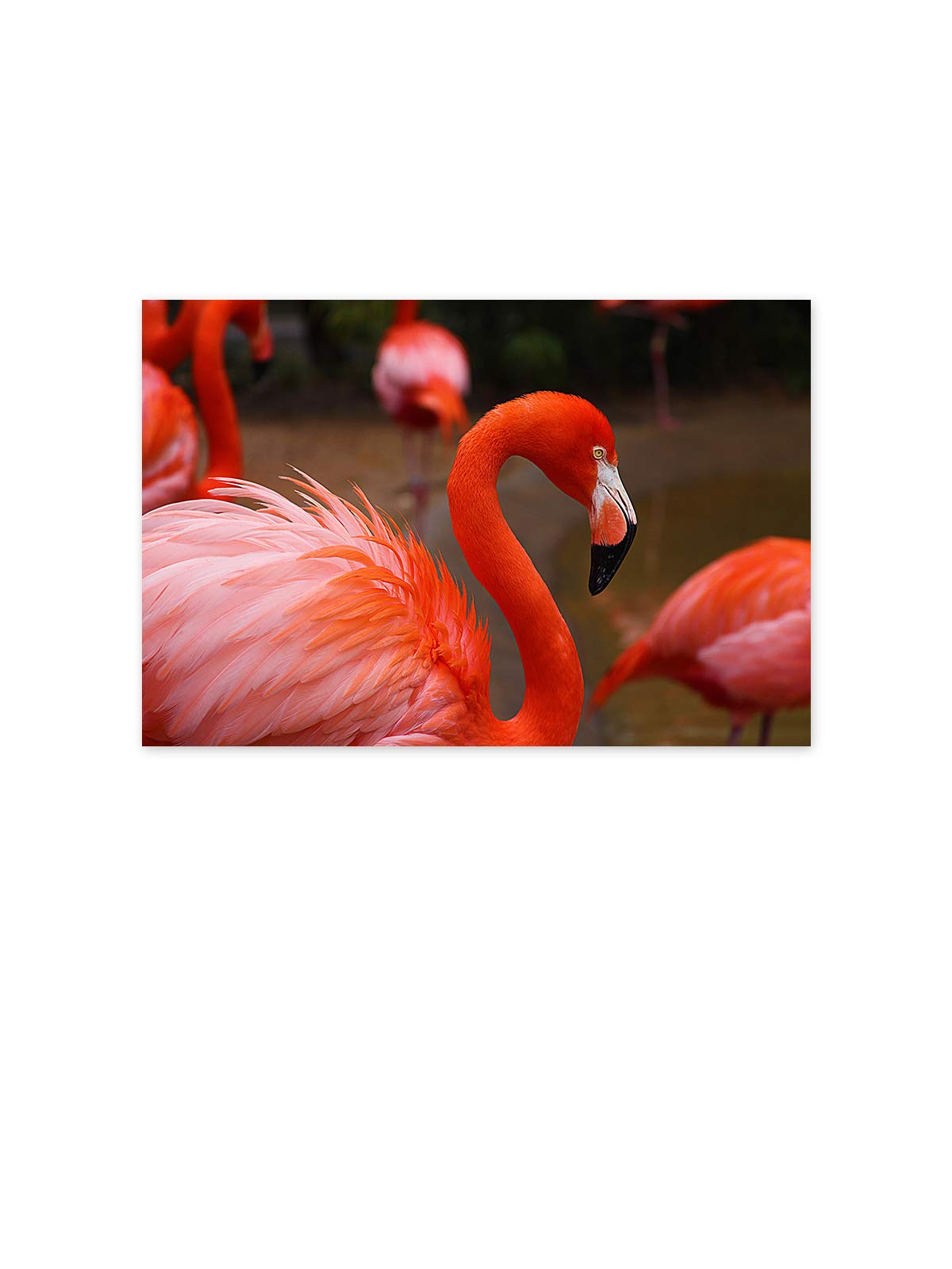 Flamingo Wall Art Print - 8x12 Inch Tropical Flamingo Poster for Girls Room Decor, Dining Room & Nursery - Vibrant Pink Flamingo Picture for Beach Themed Bedroom, Bathroom or Office Wall Decor