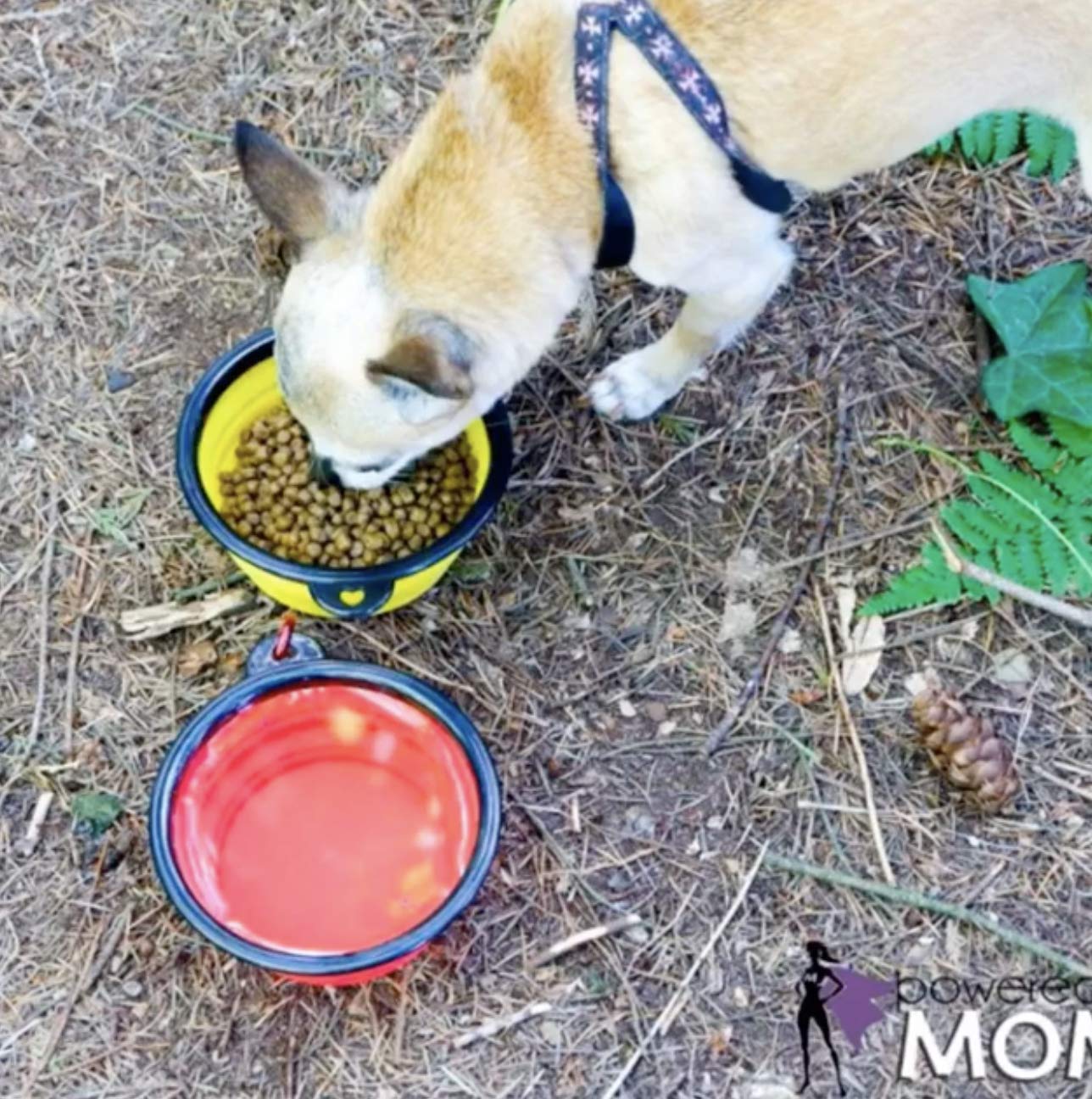 Mr. Peanut's Collapsible Dog Bowls Set of 3 - BPA Free Food Grade Silicone, Dishwasher Safe, Portable Foldable Pet Bowls for Travel, Hiking, Camping & Kennels | Perfect for Outdoor Adventures, Road Trips & Daily Feeding